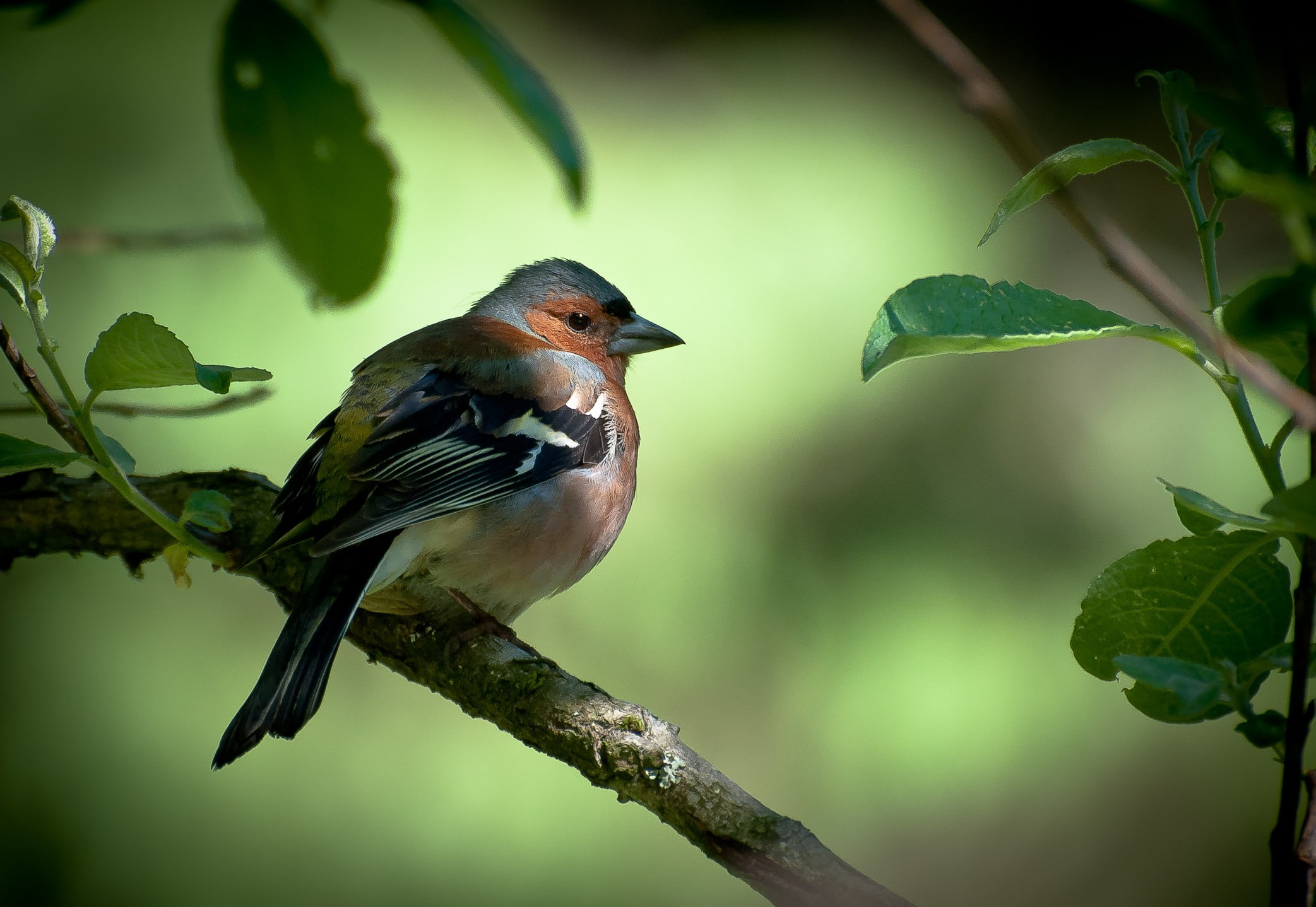 animals, green, finches, twigs, birds, vignette, leaves, 1080P, HD Wallpaper