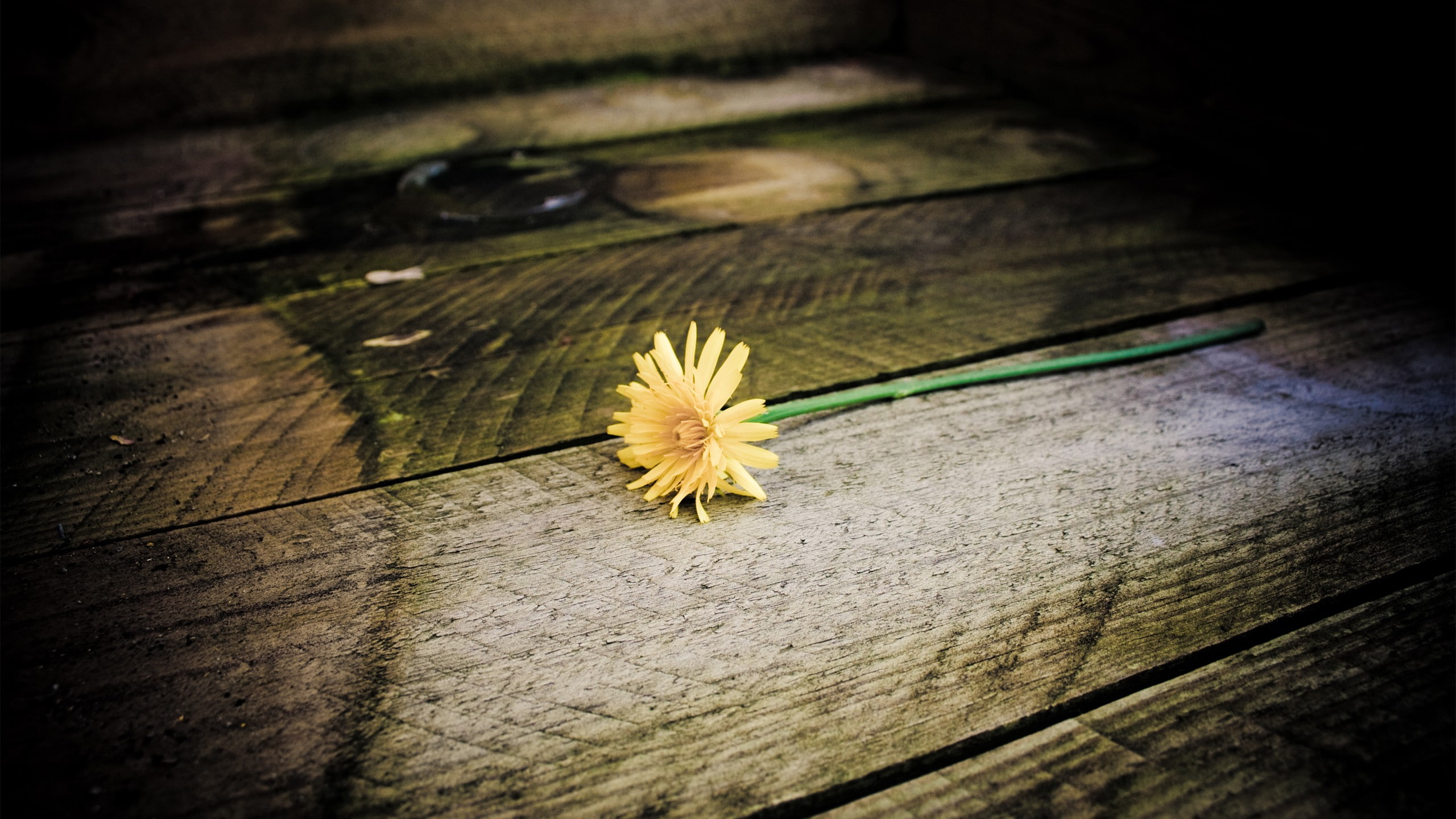 flowers, plants, wooden surface, 2K, vignette, dandelion, HD Wallpaper