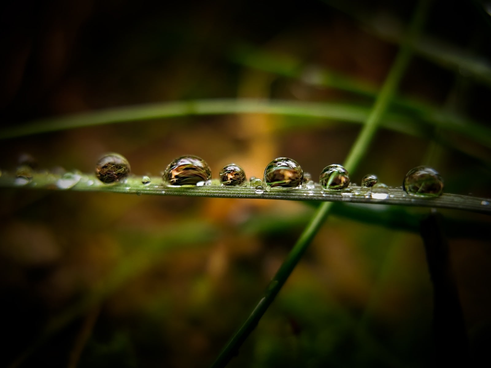 green color, plant, fragility, water drops, beauty in nature, grass, macro, wet, 720P, growth, vignette, blade of grass, dew, no people, close-up, plant part, HD Wallpaper