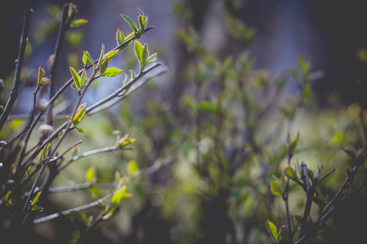 land, vignette, 720P, outdoors, leaves, Latvia, sunlight, spring, selective focus, freshness, focus on foreground, flowering plant, green color, day, vulnerability, HD Wallpaper
