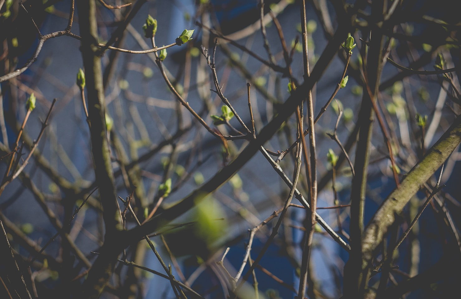 leaf, animals in the wild, plant part, close-up, outdoors, plants, growth, Latvia, day, vignette, plant, Riga, twigs, focus on foreground, sunlight, branch, HD Wallpaper