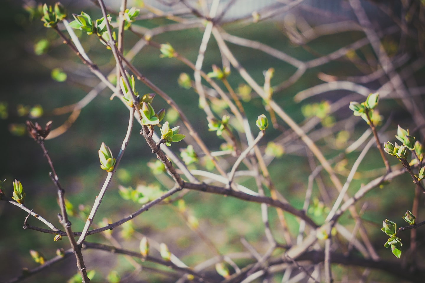 day, animals in the wild, animal themes, twigs, vertebrate, plant, spring, branch, no people, leaf, beauty in nature, close-up, bird, growth, focus on foreground, HD Wallpaper