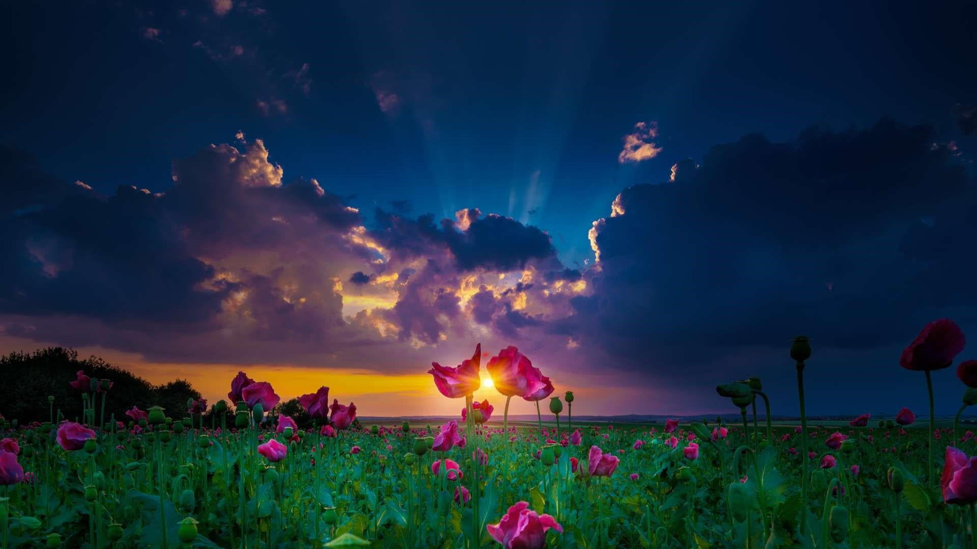 flower head, plant, clouds, fragility, tranquility, tranquil scene, poppies, land, sky, illuminated, dusk, no people, sunray, poppy field, sunset, growth, HD Wallpaper
