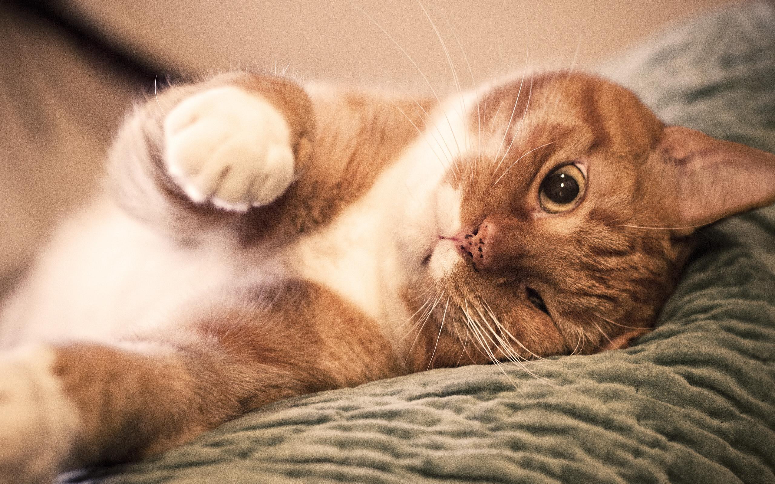 funny, kitten, 2K, lovely, kitty, s, animals, play, let, cute, HD Wallpaper