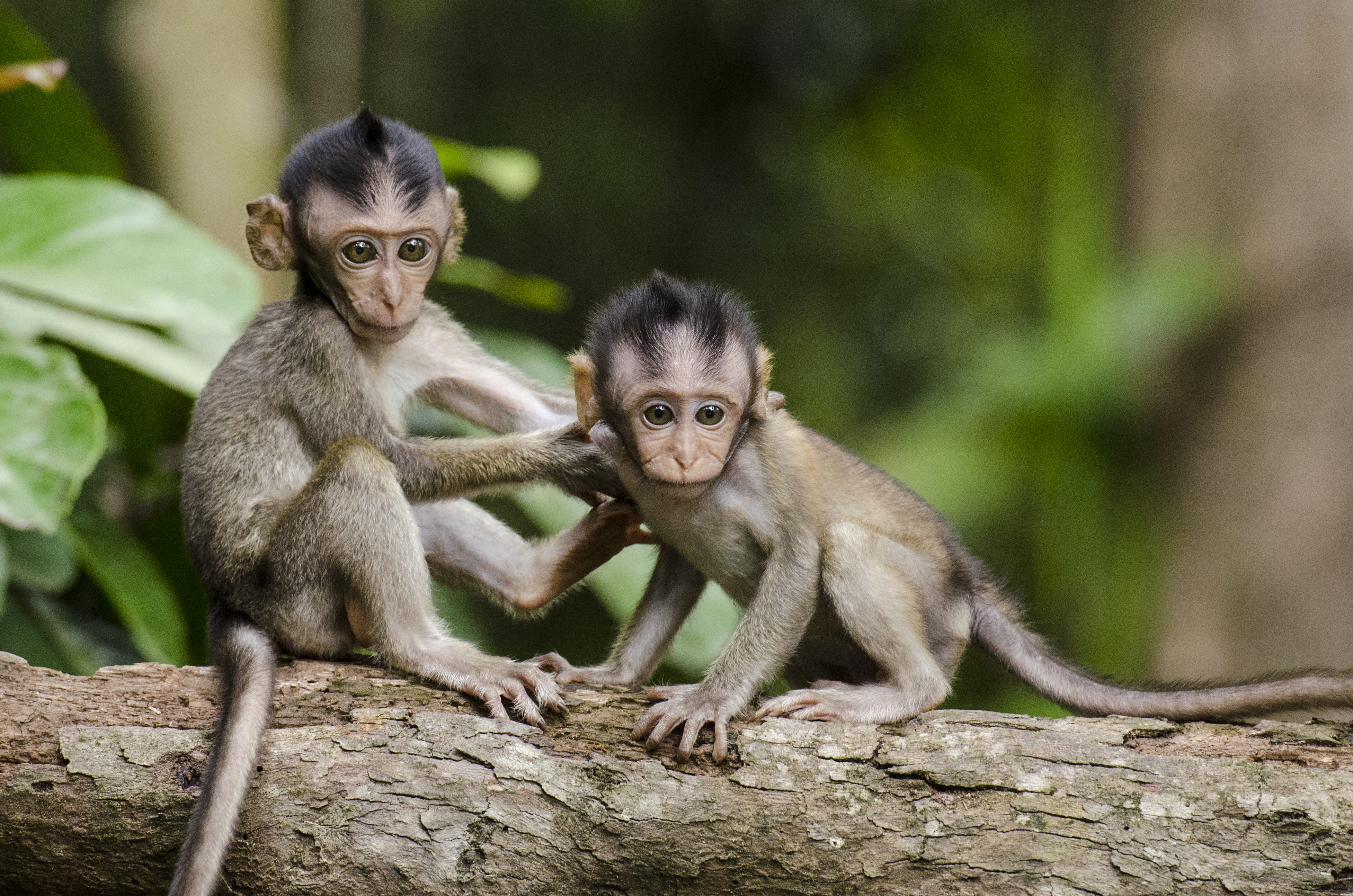 baby, animal, two, focus on foreground, animal family, mammal, mother, human Face, two animals, asia, nature, leaf, monkey, outdoors, animal wildlife, wildlife, HD Wallpaper