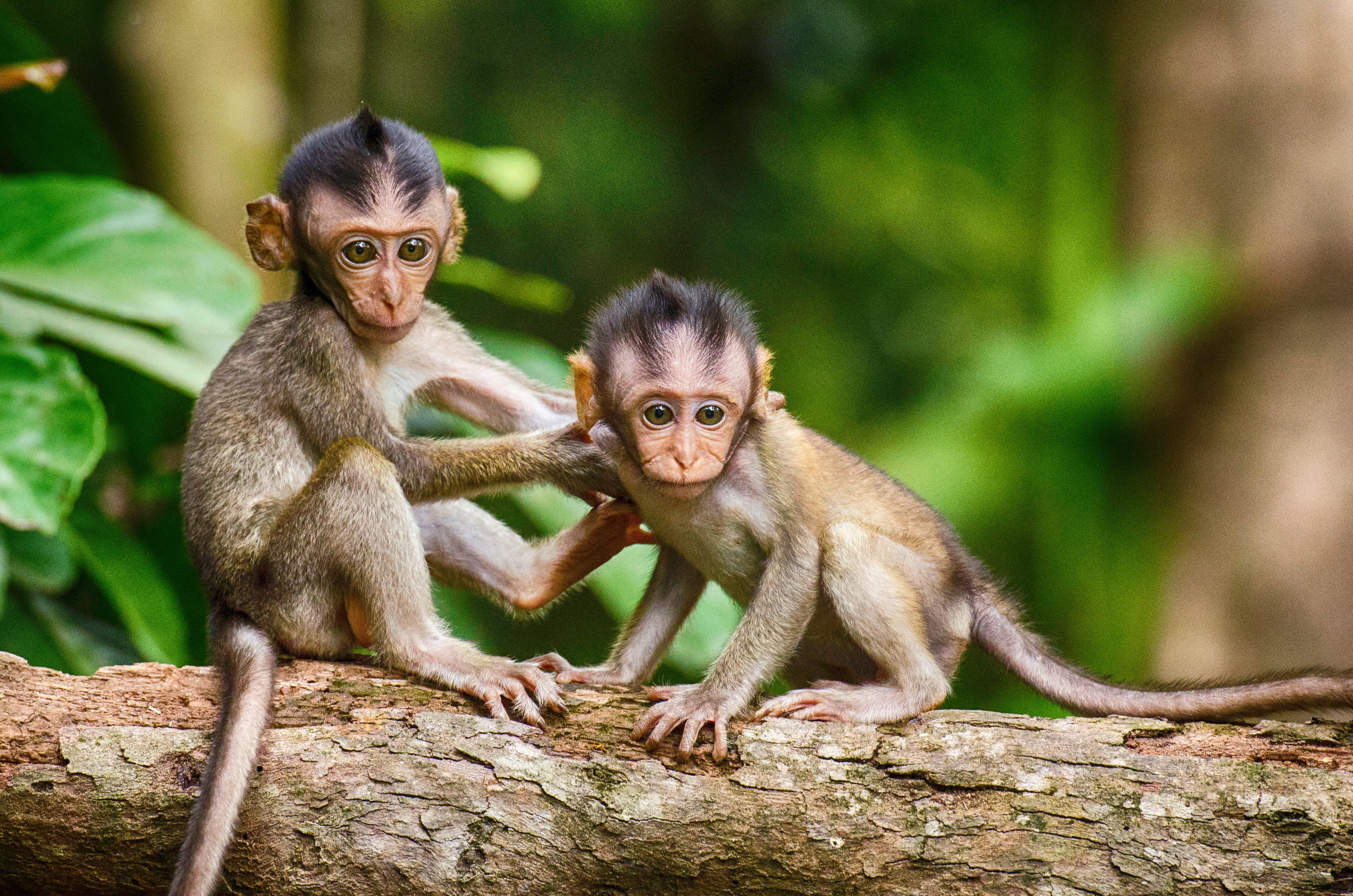 monkey, animals in the wild, primate, people, monkeys, sitting, animal, young, focus, child, care, young animal, two animals, two, vertebrate, focus on foreground, HD Wallpaper