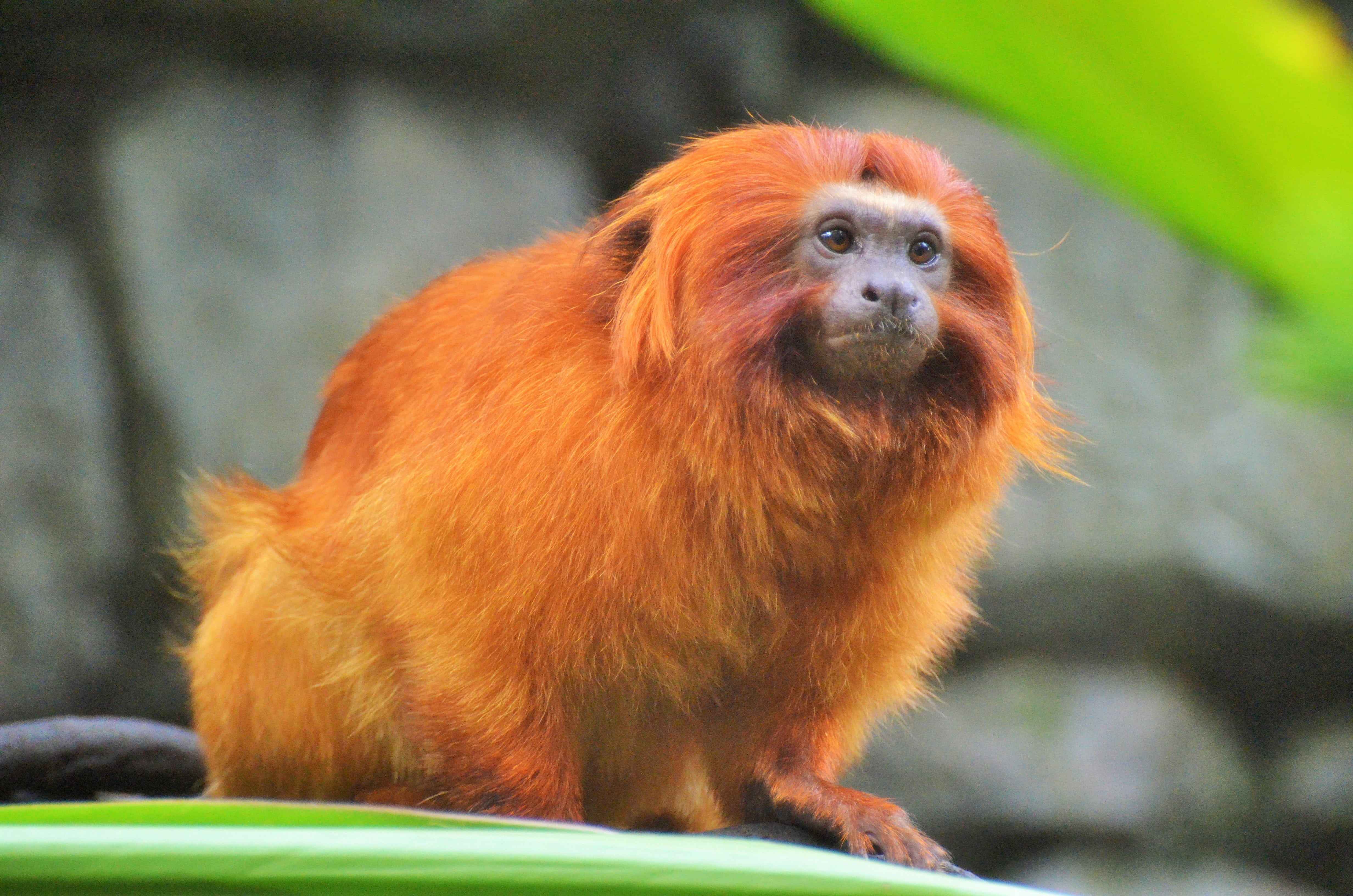 rainforest, 4K, focus, animals, no people, ape, focus on foreground, orangutan, sitting, selective, golden lion tamarin, animal, monkey, looking at camera, HD Wallpaper