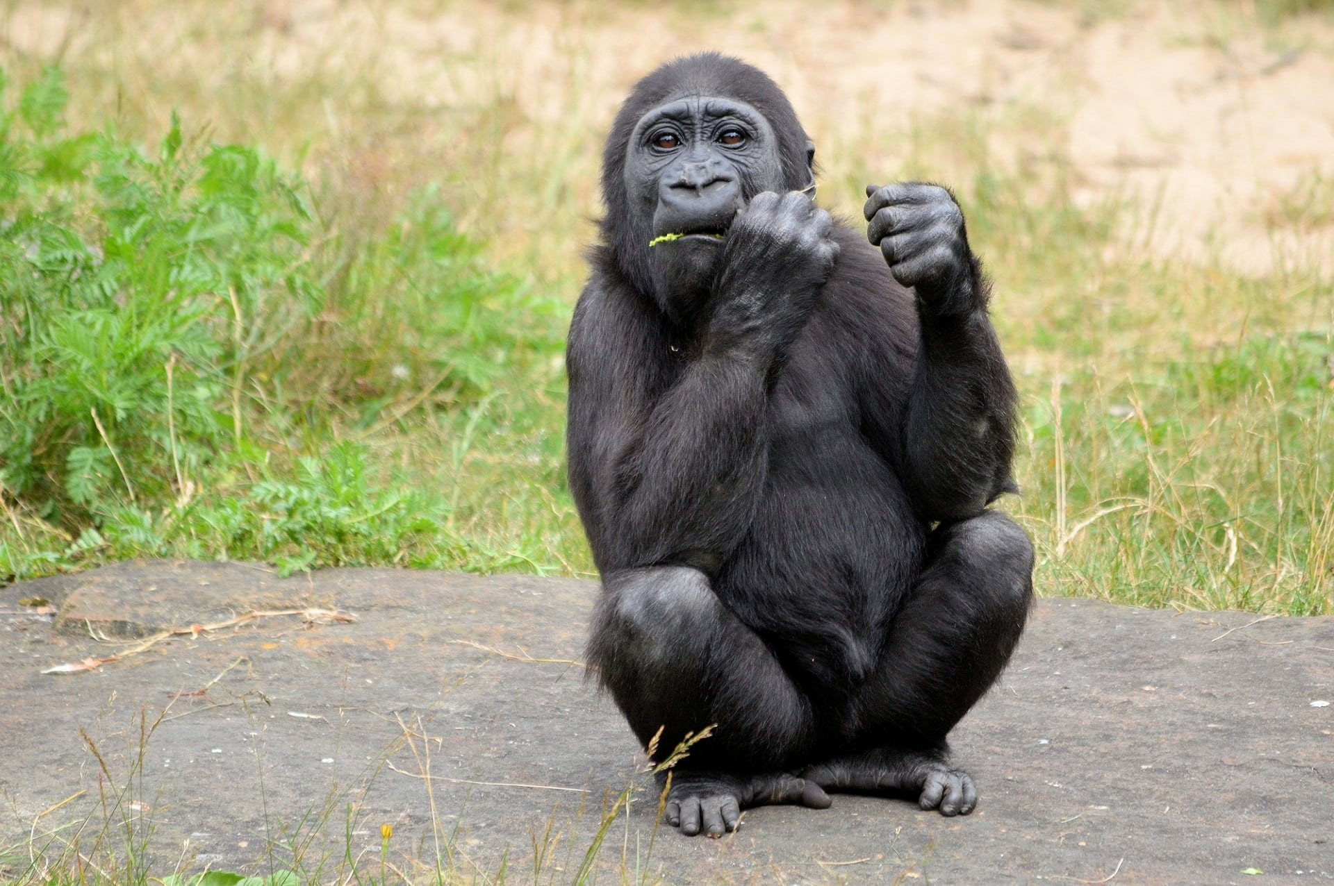 species, wilderness, animal, full length, animals in captivity, animals in the wild, monkey, nature, one animal, black color, mammal, 1080P, plant, environment, HD Wallpaper