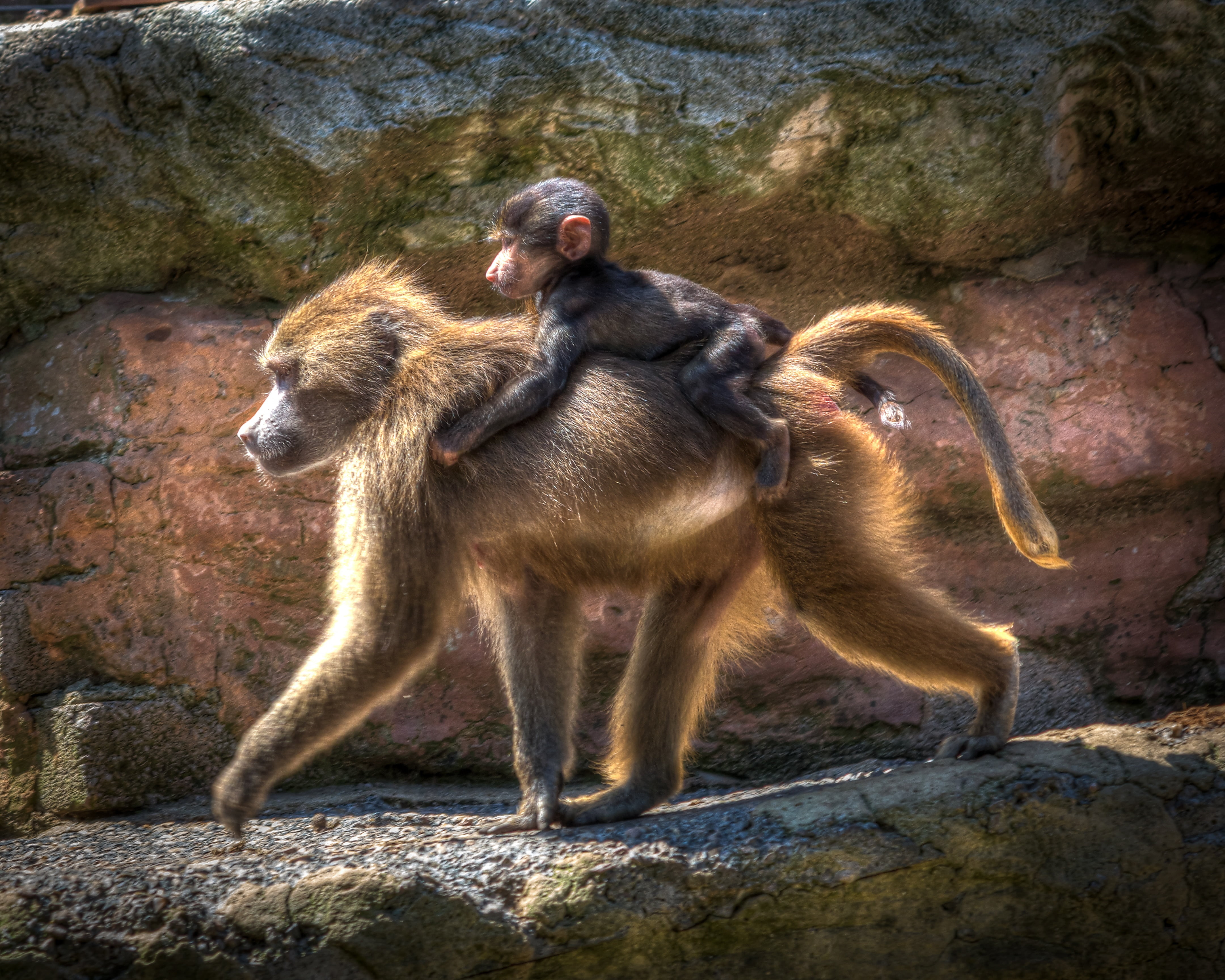 carrying, wildlife, primate, natural, animal family, vertebrate, conservation, photography, rock - object, group of animals, no people, animal wildlife, HD Wallpaper