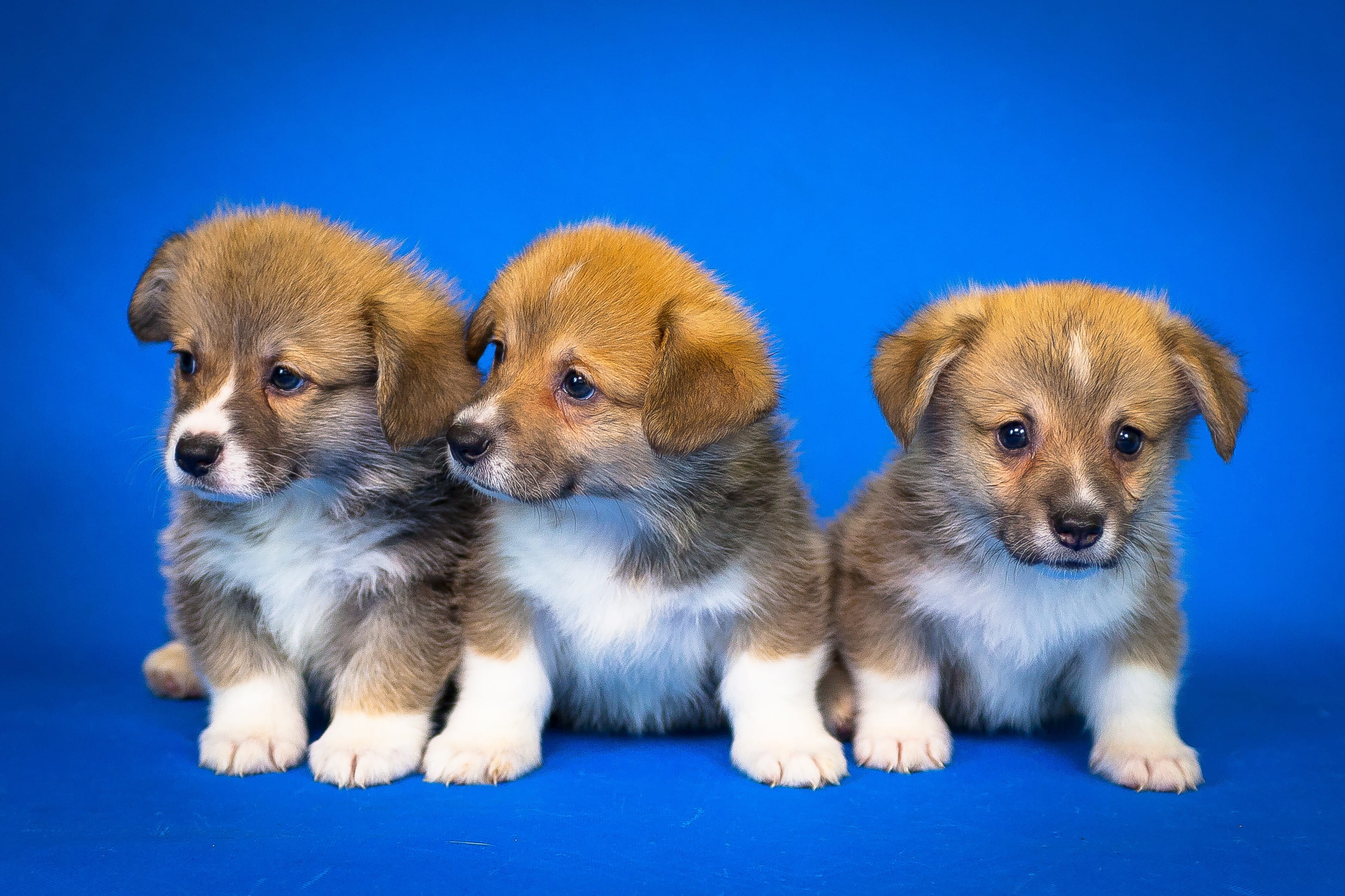 animal, darling, group of animals, 2K, welsh corgi pembroke, domestic animals, small, colored background, beauty, domestic, cute, animal themes, innocence, HD Wallpaper