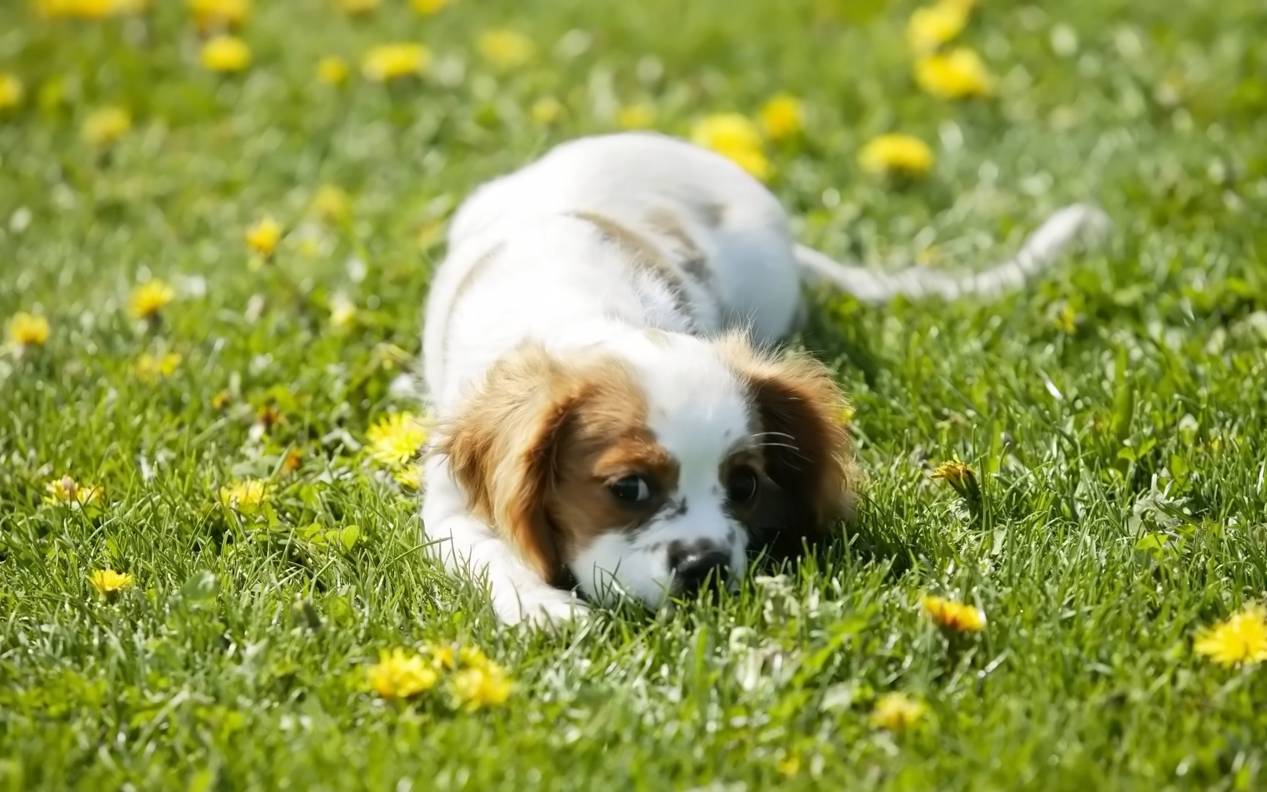 let, play, tan, king, dog, 2K, puppies, white, cavalier, charles, spaniel, s, HD Wallpaper