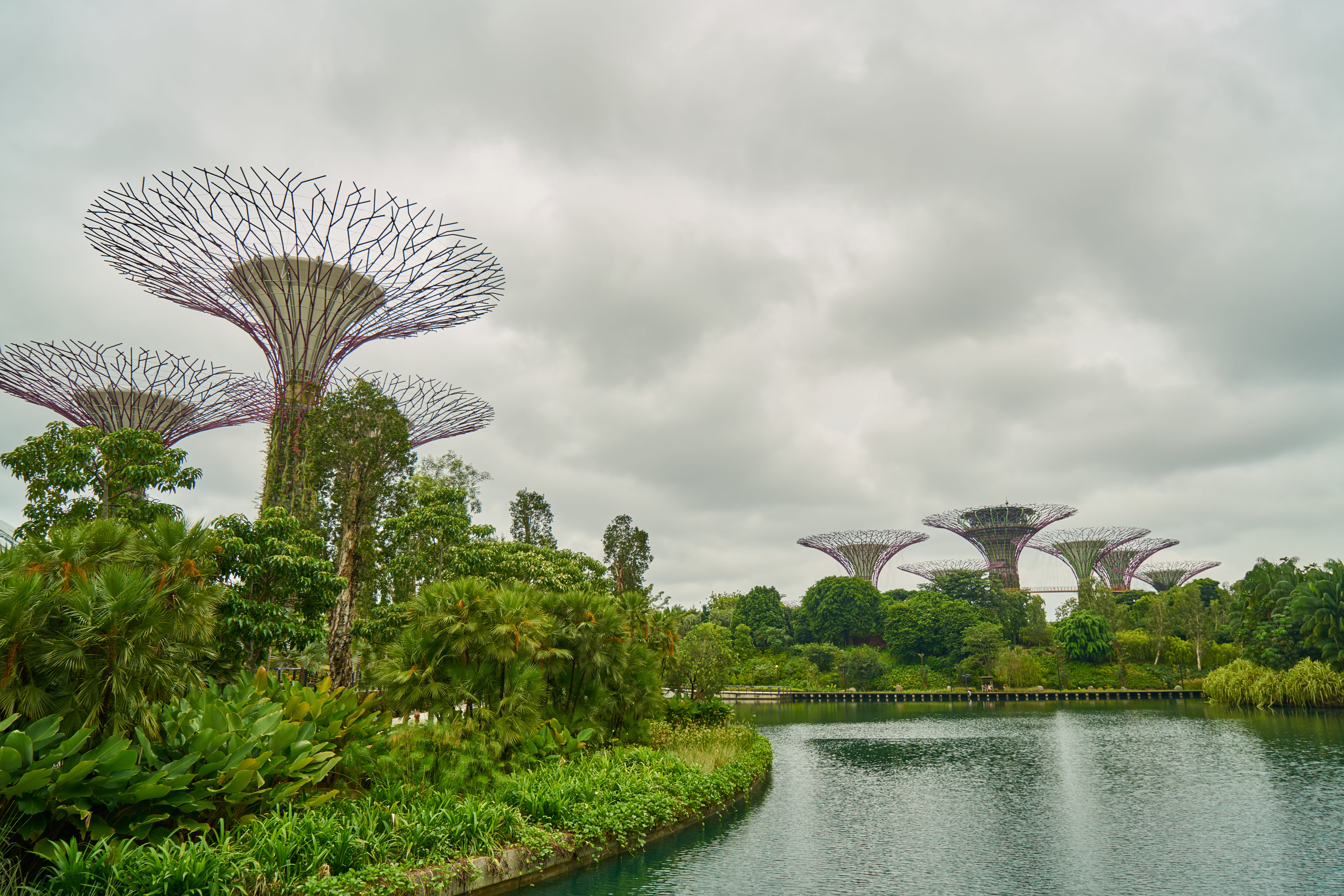 trees, garden, Tree, park, Park, day, amusement park, Singapore, botanical, sky, lake, plant, summer, season, cloud - sky, 8K, water, vivid color, outdoor, HD Wallpaper