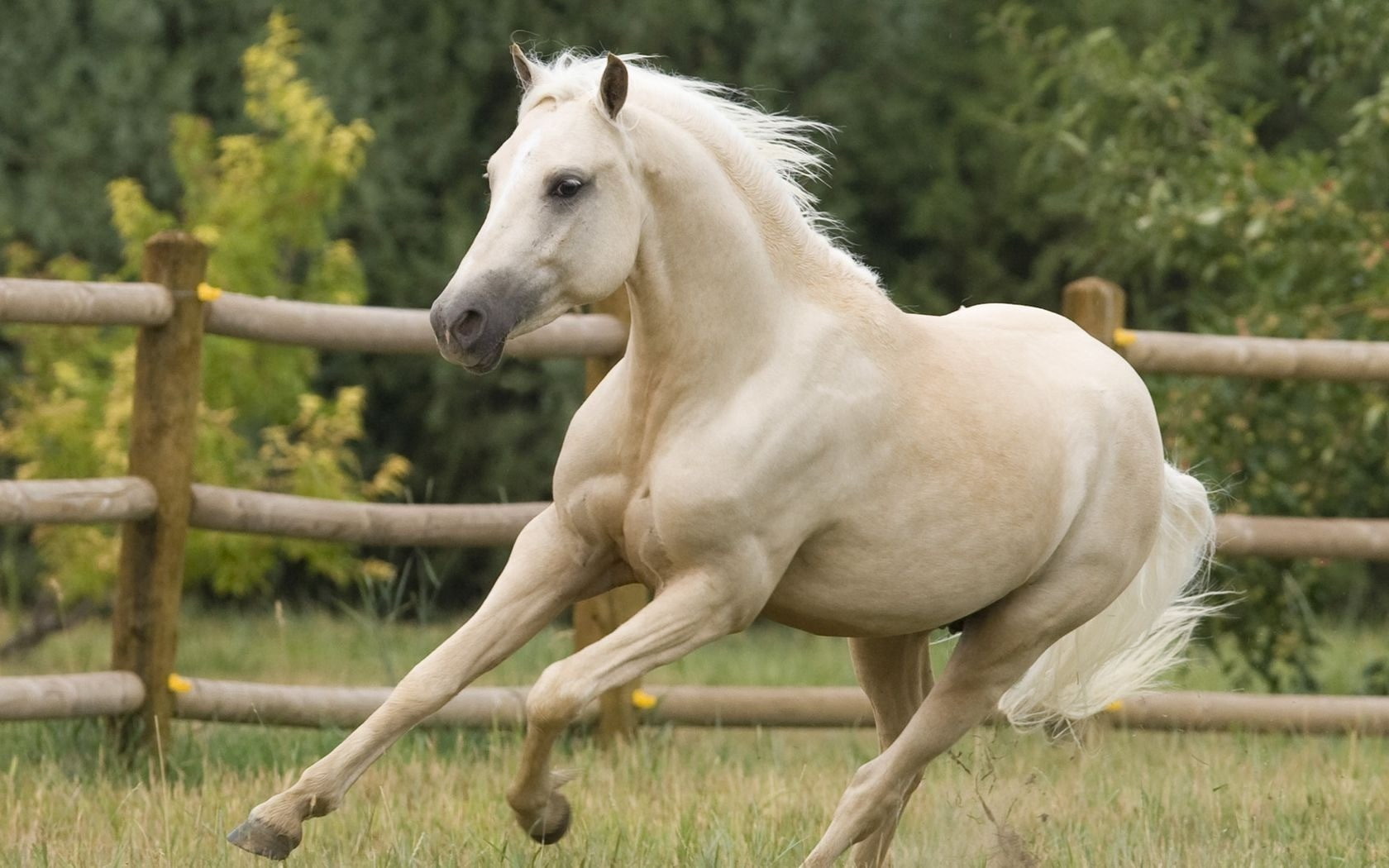 720P, horse, animals, HD Wallpaper