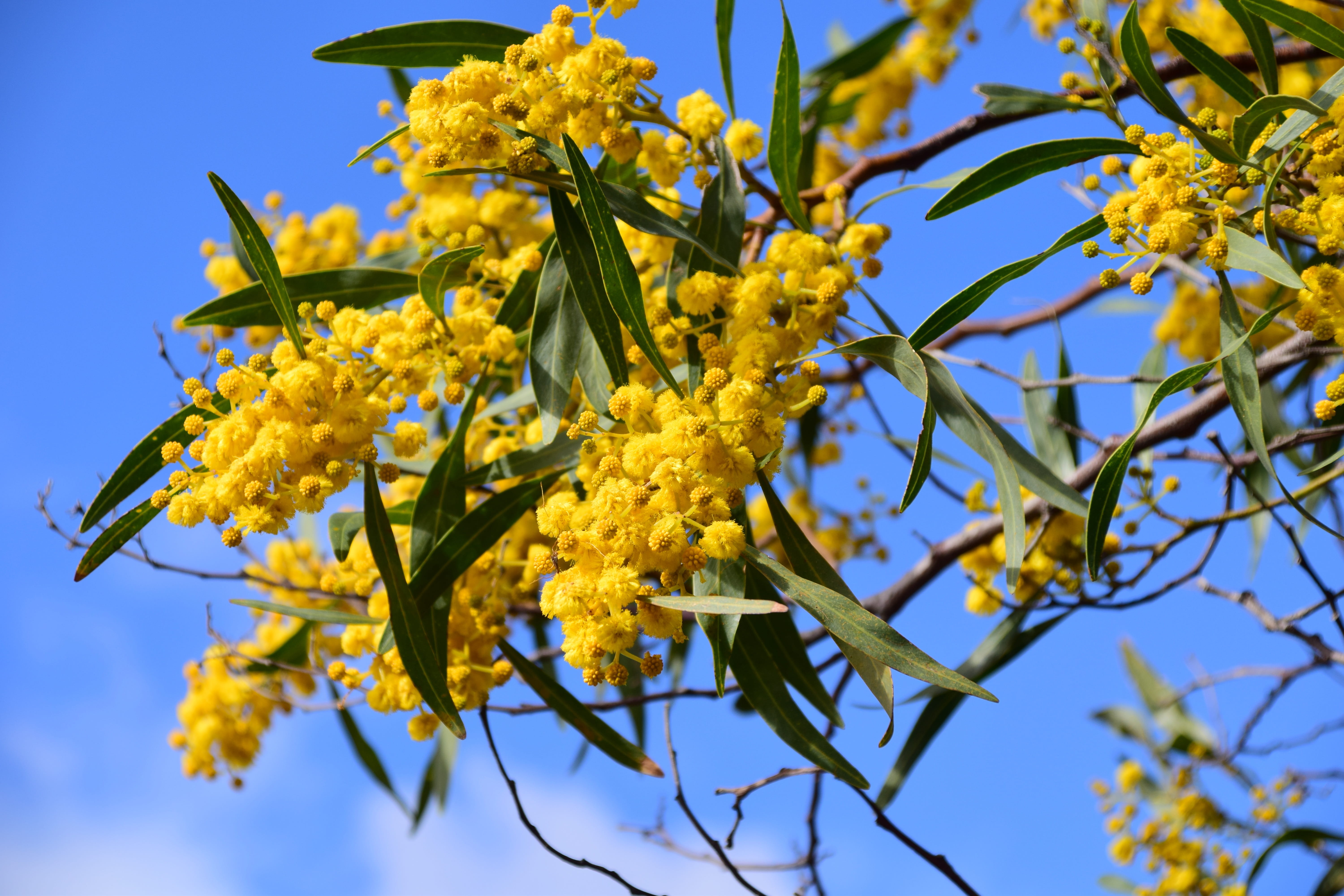 silver, beautiful, Silver Wattle, low angle view, Acacia Dealbata, branch, 5K, sky, plant, ornamental plant, bright, flower, wattle, womens day, mediterranean ornamental plant, HD Wallpaper