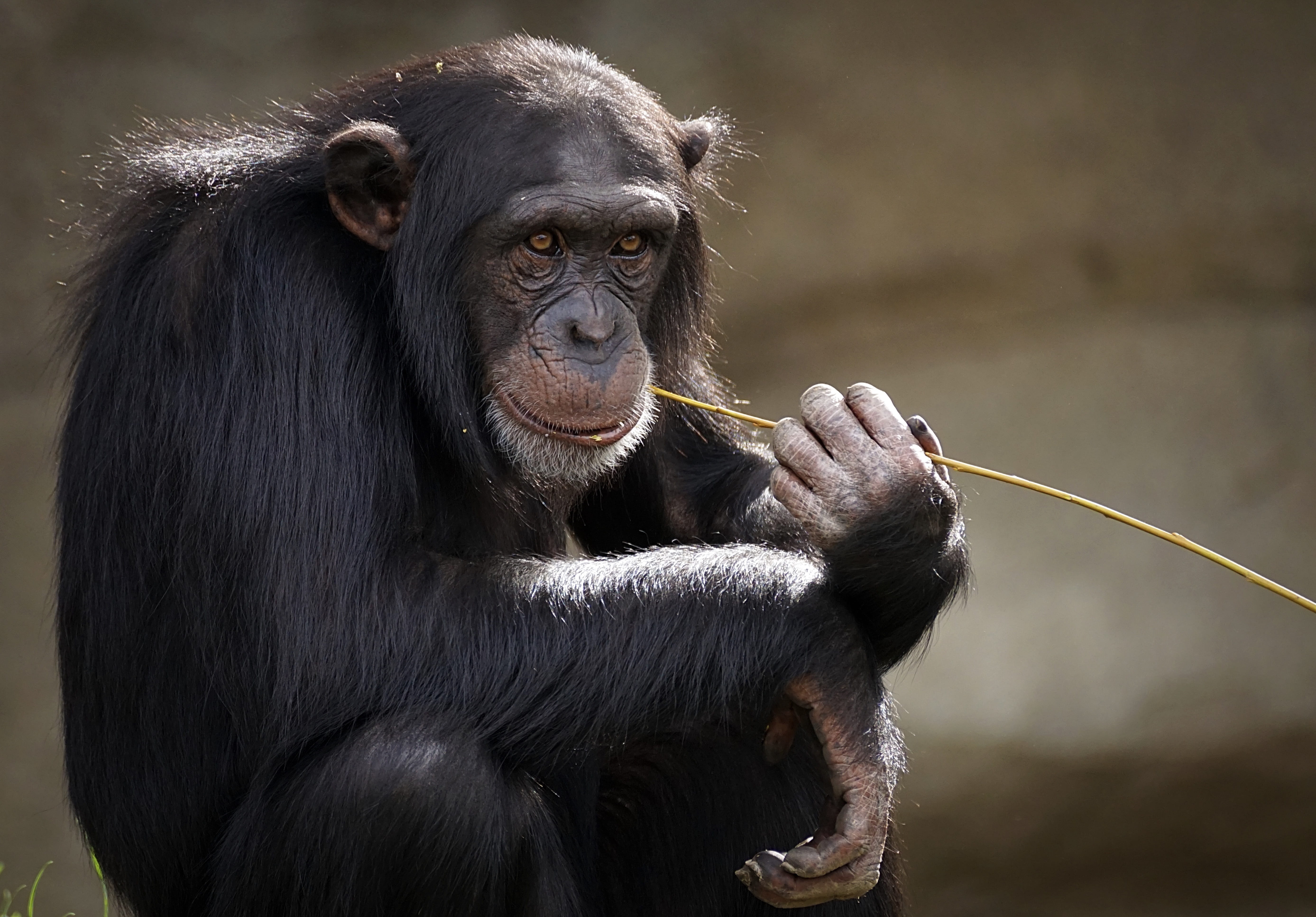 no people, animal wildlife, 5K, vertebrate, animal world, zoo, primate, holding, mammal, chimpanzee, looking, zoo animal, looking away, mimic, outdoors, HD Wallpaper