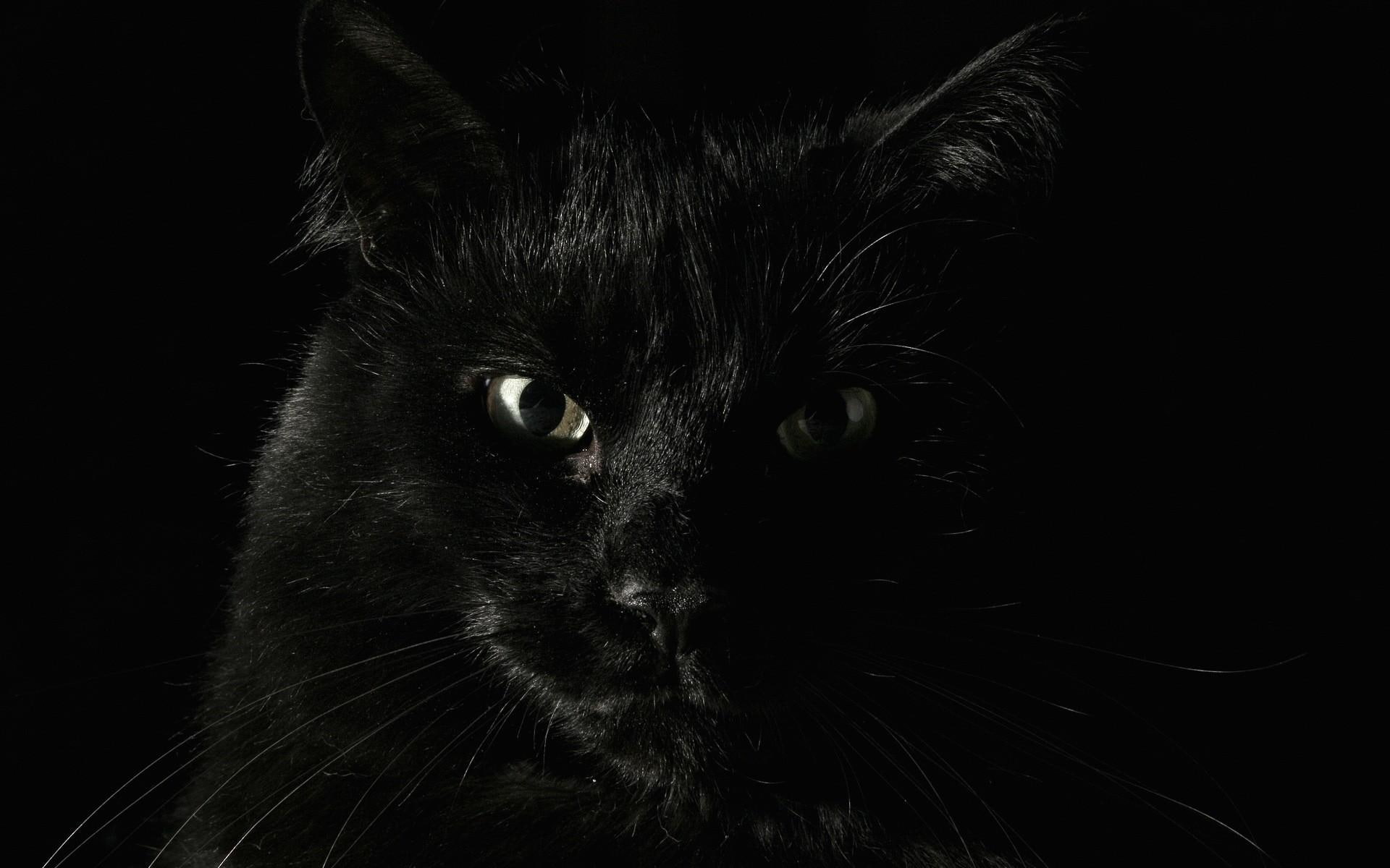 1080P, lovely, kitty, cute, black, animals, funny, kitten, eyes, see, HD Wallpaper