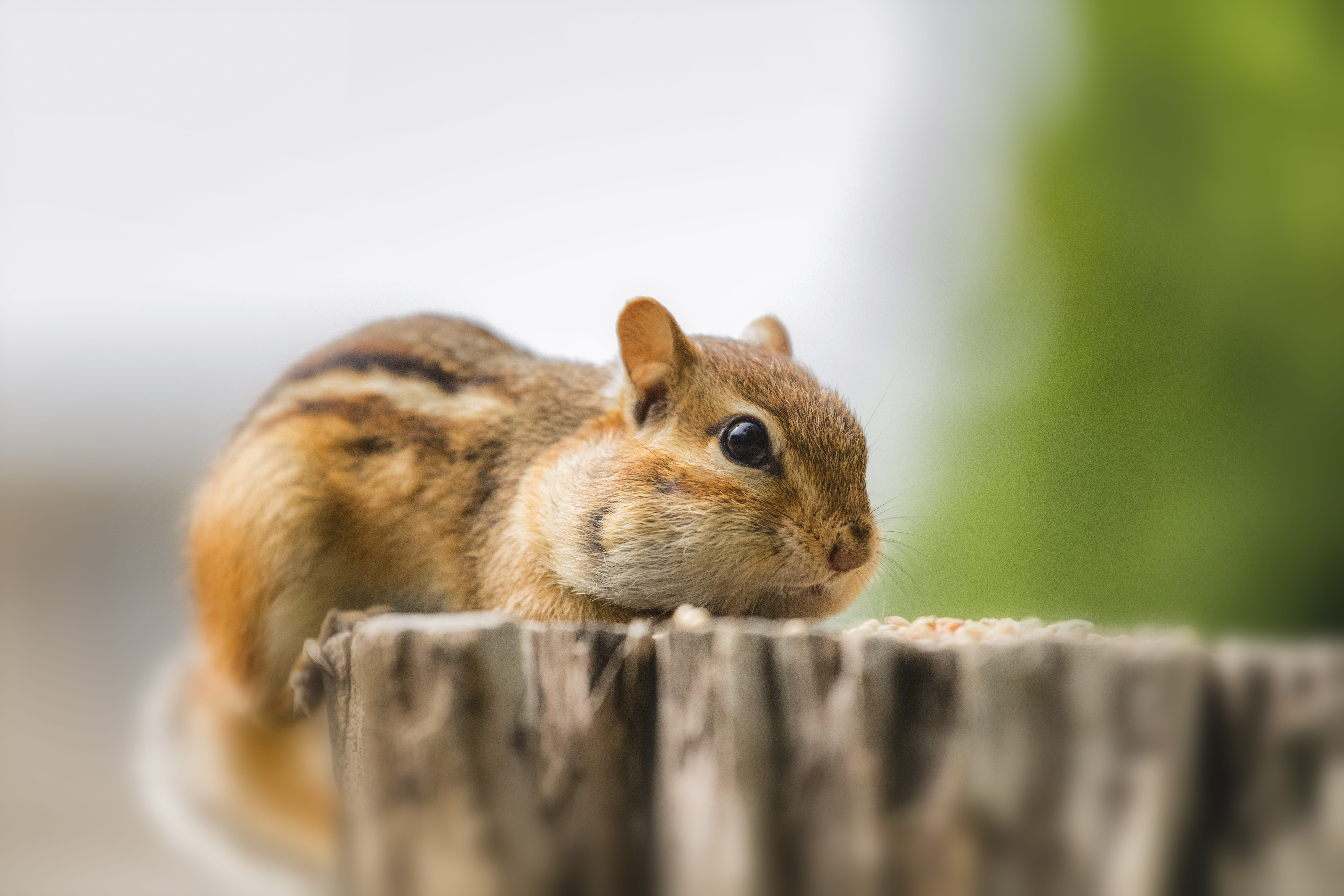 wood - material, animal, surface, mammal, cute, whisker, wildlife, day, no people, selective focus, 8K, small, animal wildlife, tree, rodent, nature, domestic, HD Wallpaper