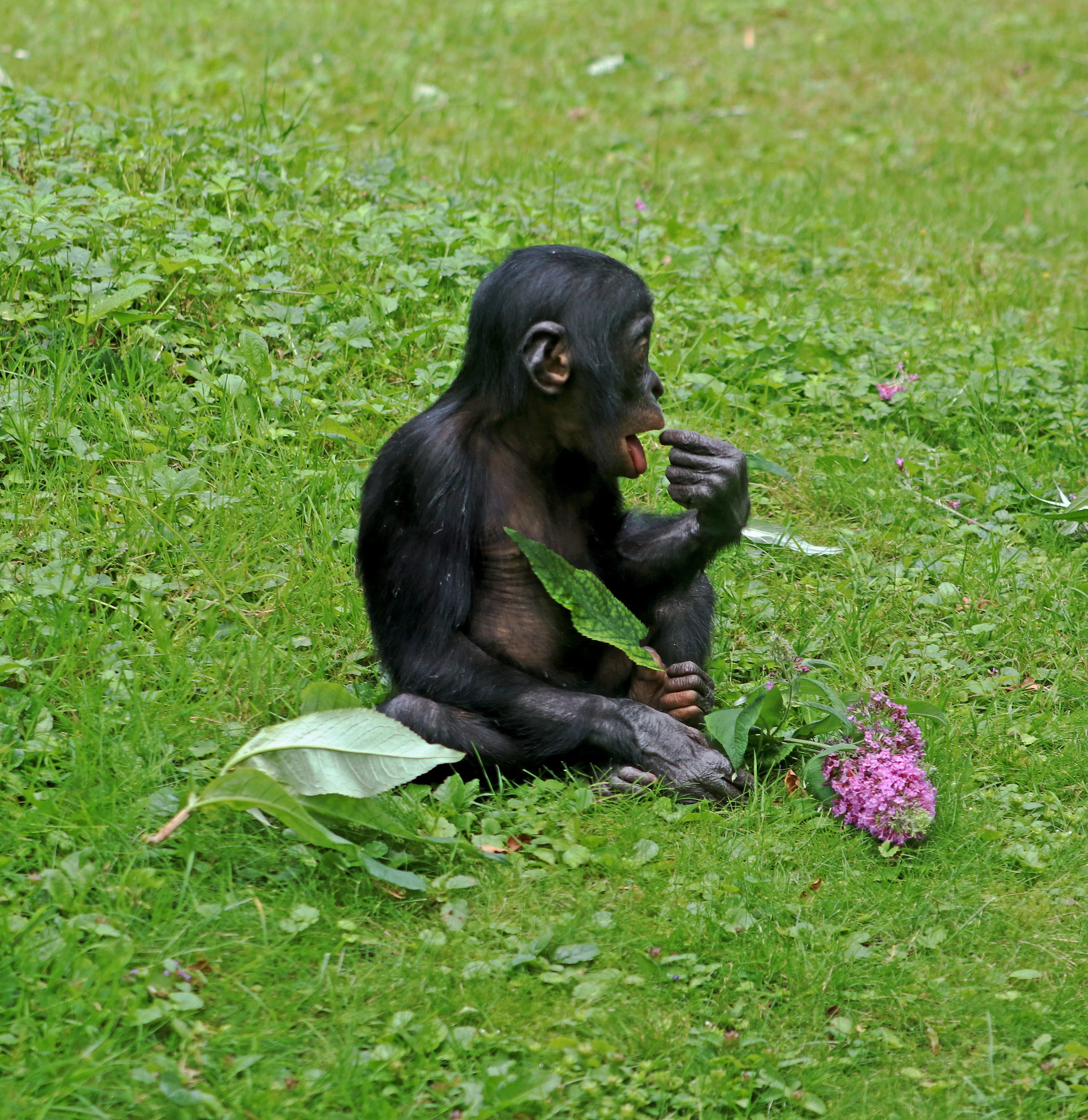 plant, grass, mammal, 4K, one animal, Ape, day, black color, sitting, animals in the wild, Animal, no people, green color, wildlife photography, monkey baby, Phone HD Wallpaper