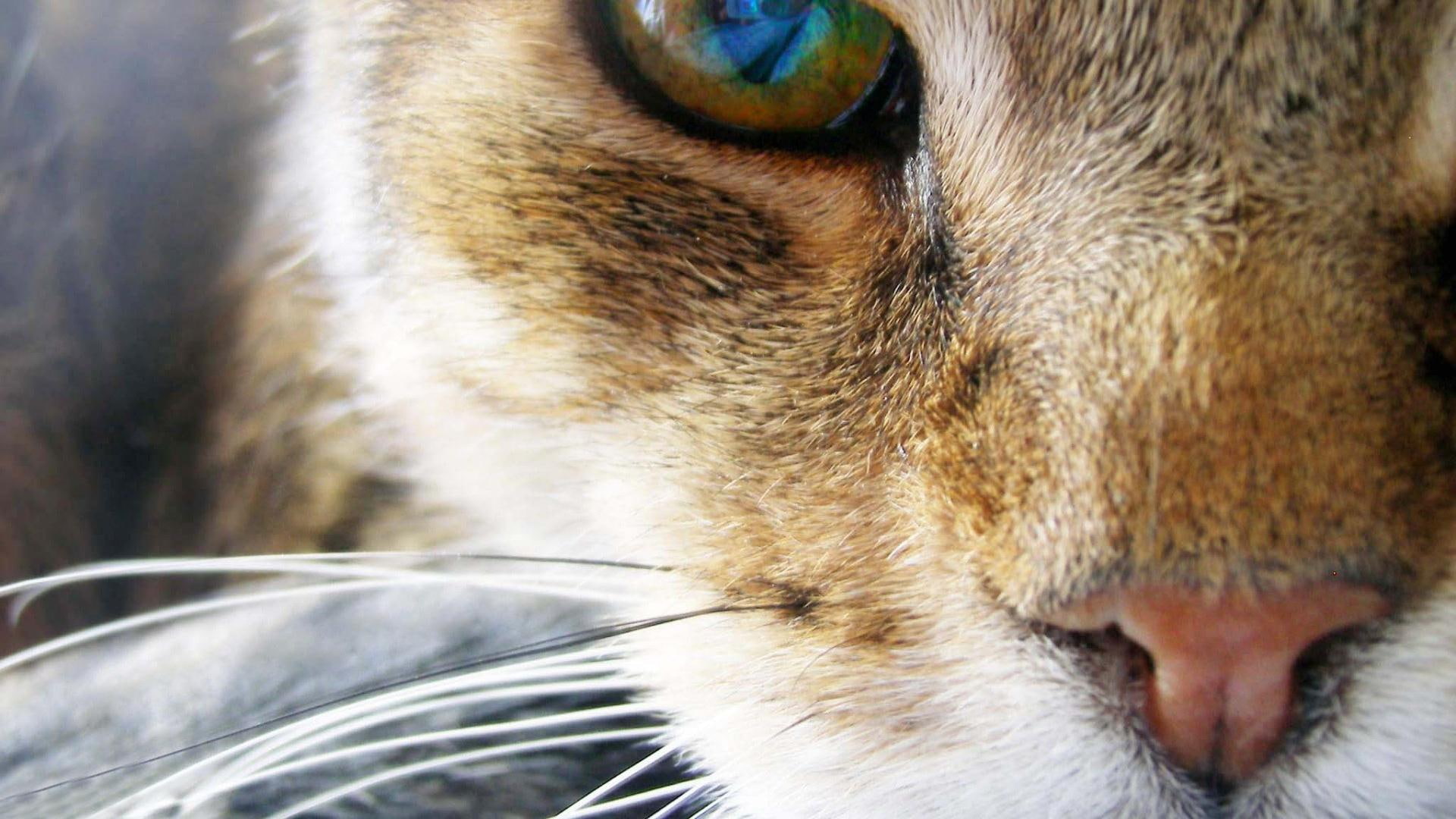 cat, white, animals, spy, 1080P, brown, i spy, reflection, HD Wallpaper