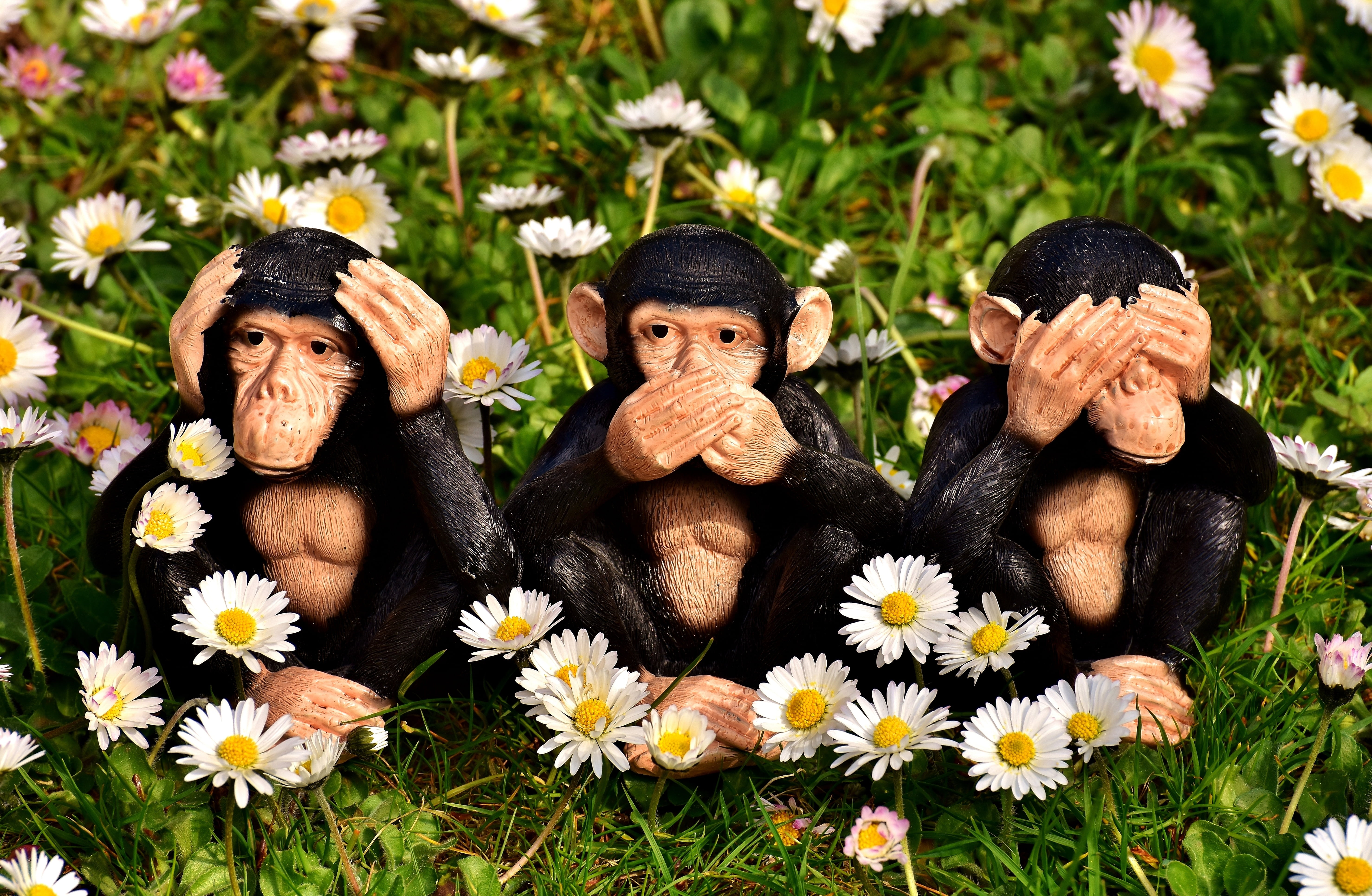 representation, daytime, funny, sitting, humor, do not speak, not see, freshness, chimpanzee, figures, field, cute, outdoors, plant, day, daisy, monkeys, HD Wallpaper