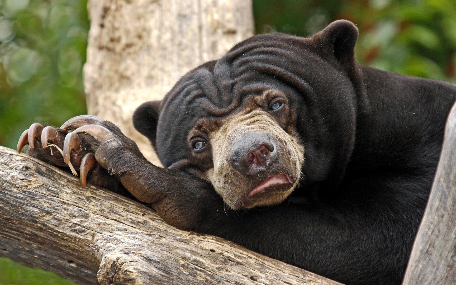 tree asianbear, 1080P, tired, animal, animals, i am tired, bear, HD Wallpaper