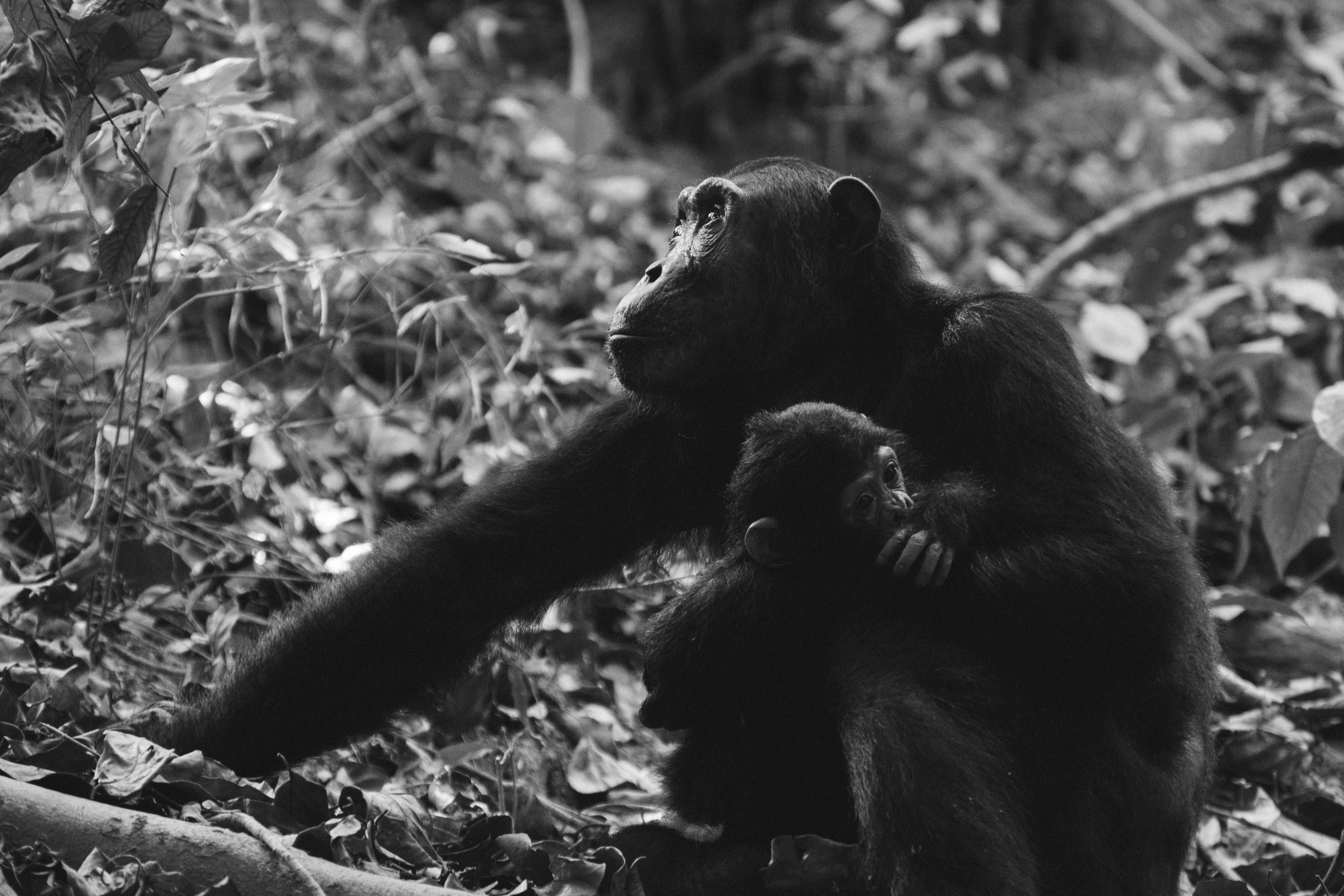 5K, animals, looking, chimpanzees, animal wildlife, land, monkeys, nature, animal, vertebrate, ape, animal family, two animals, day, no people, wildlife, HD Wallpaper