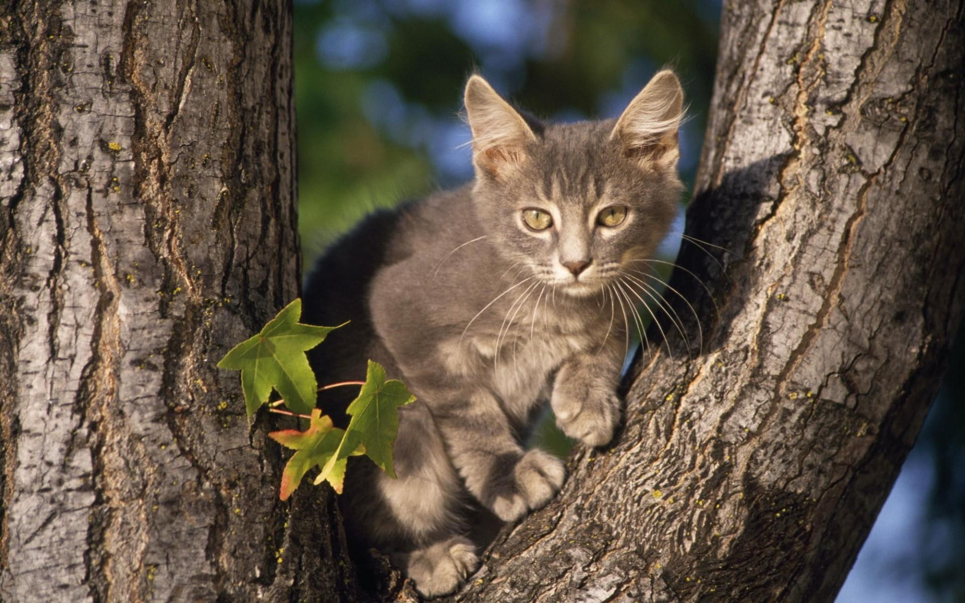 1080P, sweet, tree, loveable, cute, see, can, better, animals, kitty, HD Wallpaper