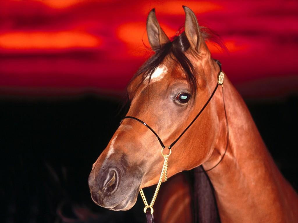 480P, art, see, horse, animals, horses, hd, you, i, HD Wallpaper