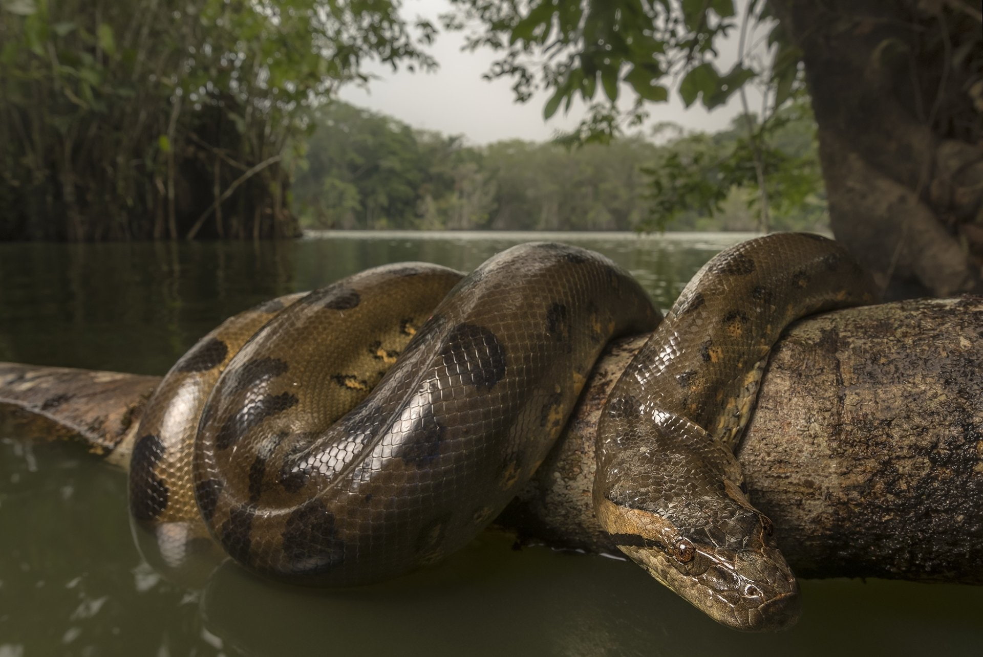 1080P, Snake, Anaconda, Animal, Wildlife, Reptile, HD Wallpaper