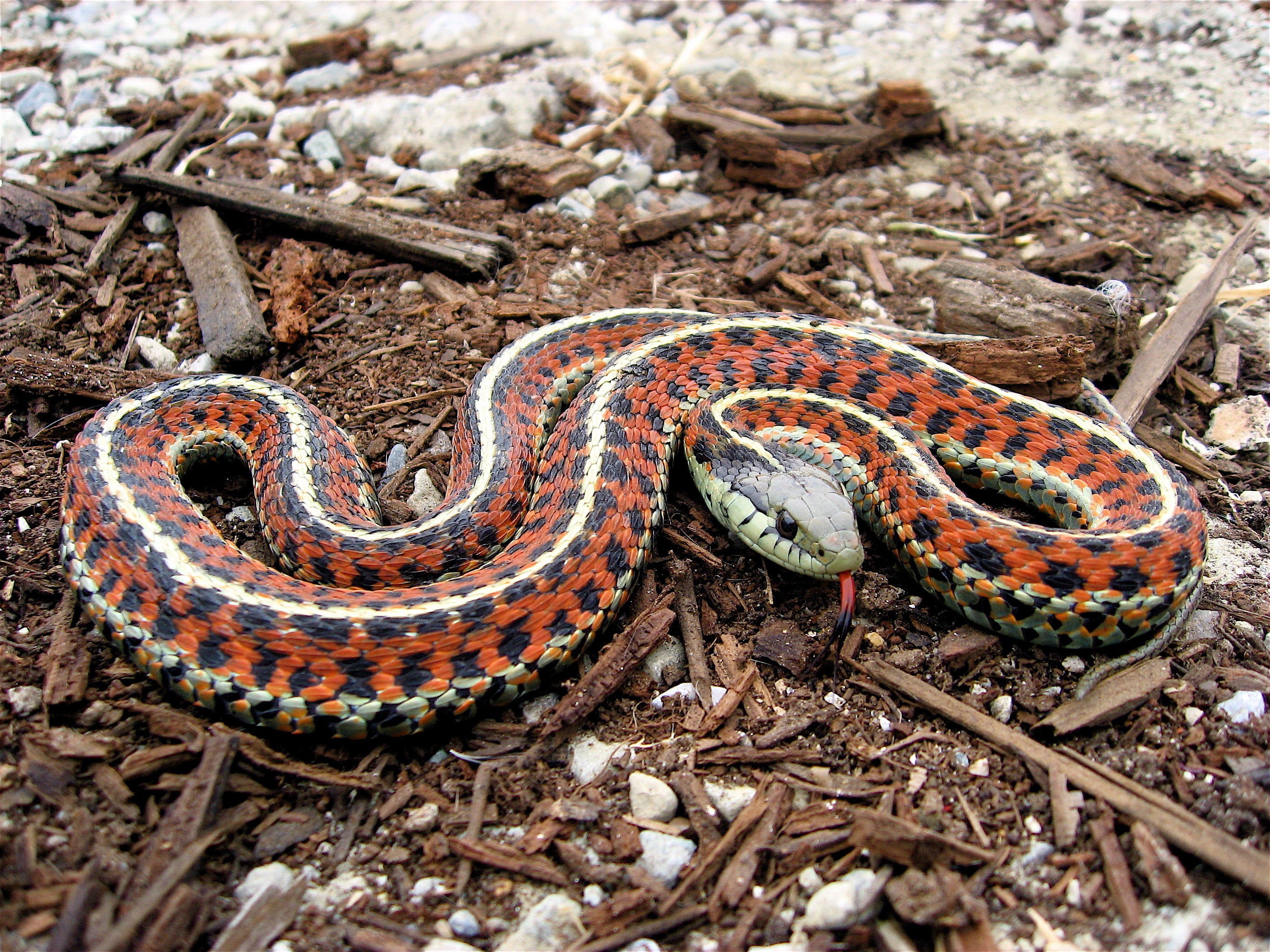nature, animals, 2K, wildlife, reptiles, snake, HD Wallpaper