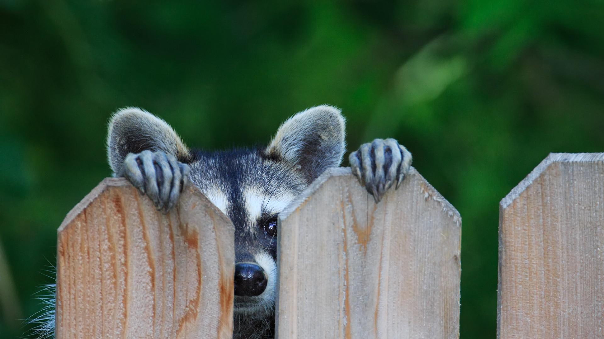 gazing, autumn, can, eyes, one, eat, 1080P, ears, fence, raccoon, mid-autumn festival moon cake you can give me to eat one, animal, mid, cake, give, gazin, HD Wallpaper