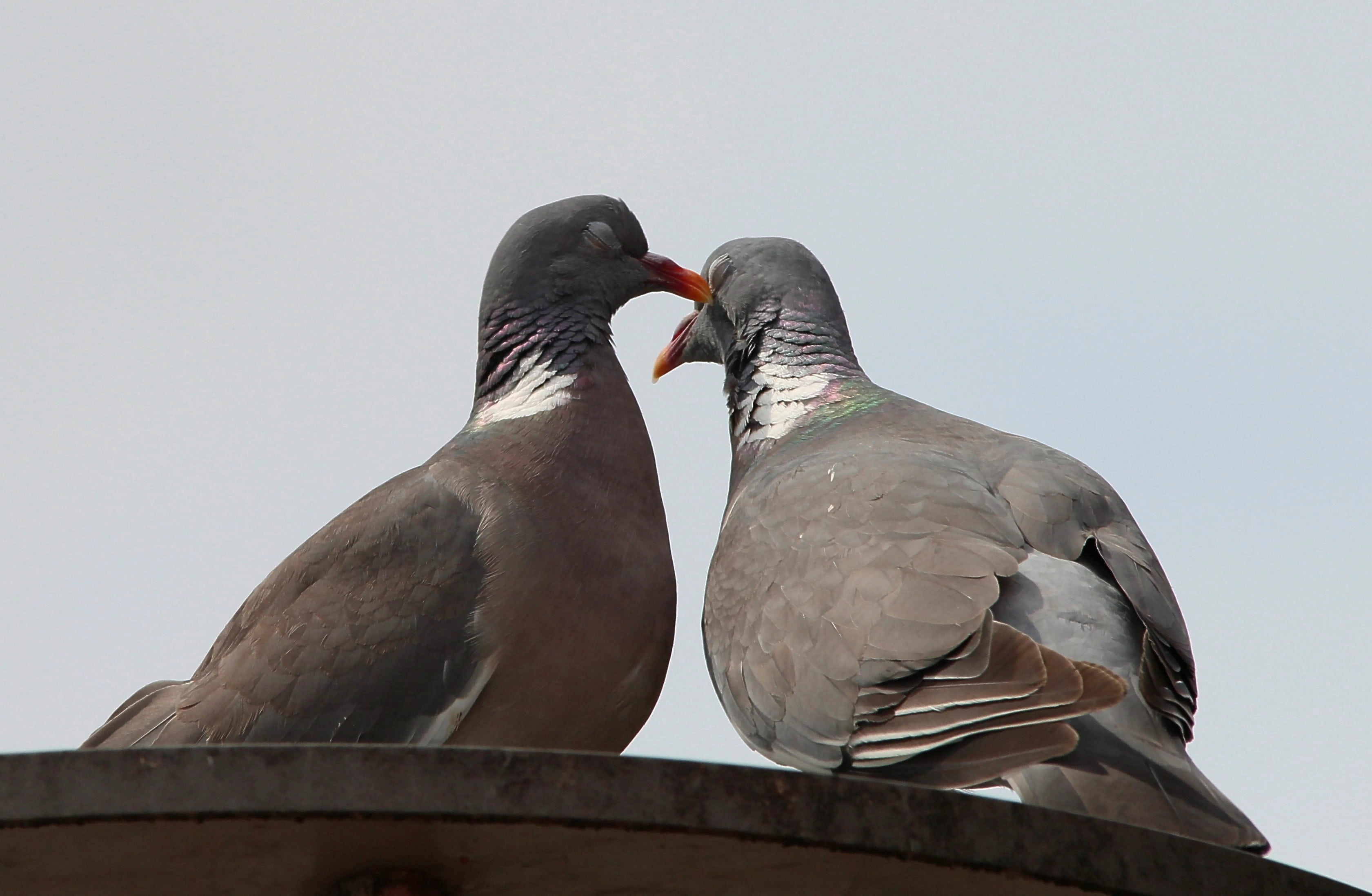 no people, mouth open, togetherness, doves and pigeons, animals, flirt, whisper sweet nothings, outdoors, group of animals, vertebrate, close-up, animal Wing, HD Wallpaper