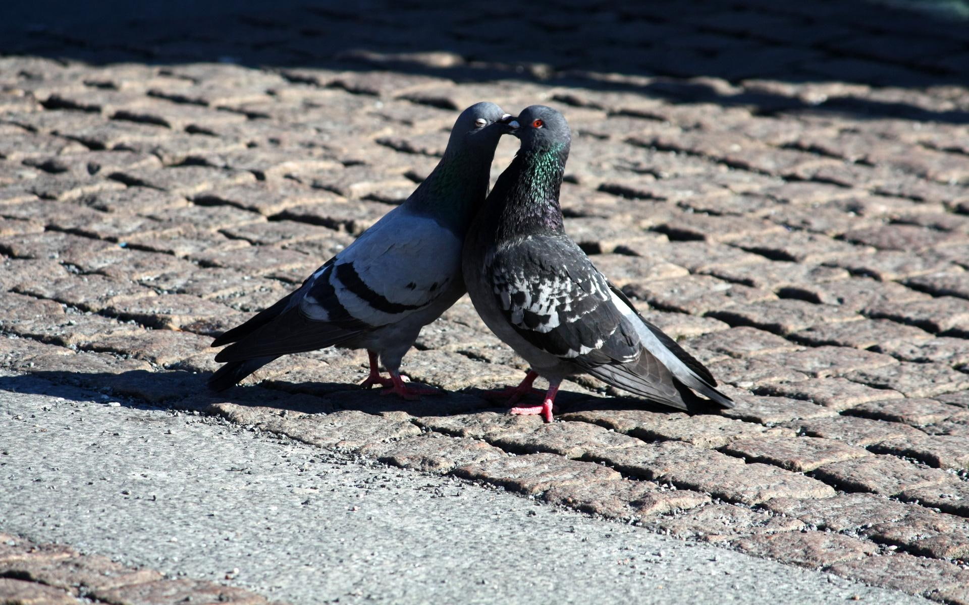 two, bird, 1080P, gray, kissing, pigeon, animals, 1920x1200, pigeons, HD Wallpaper