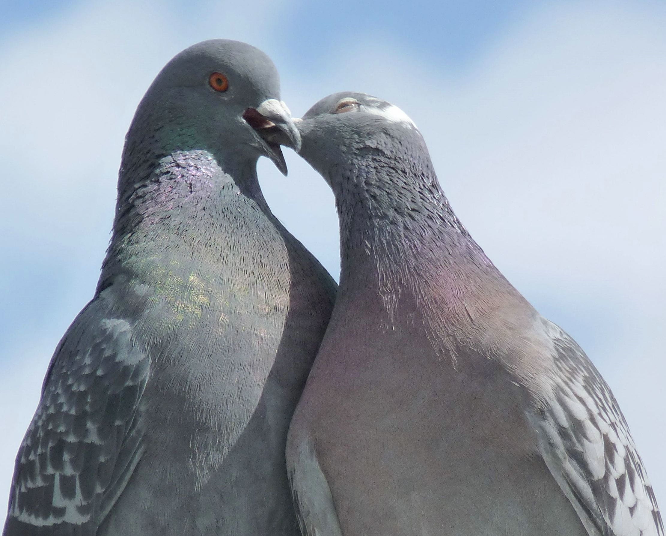 fly, animal wildlife, wildlife, two animals, togetherness, animals In The Wild, lovebirds, love, nature, sky, beak, bird, animal, no people, two, close-up, HD Wallpaper