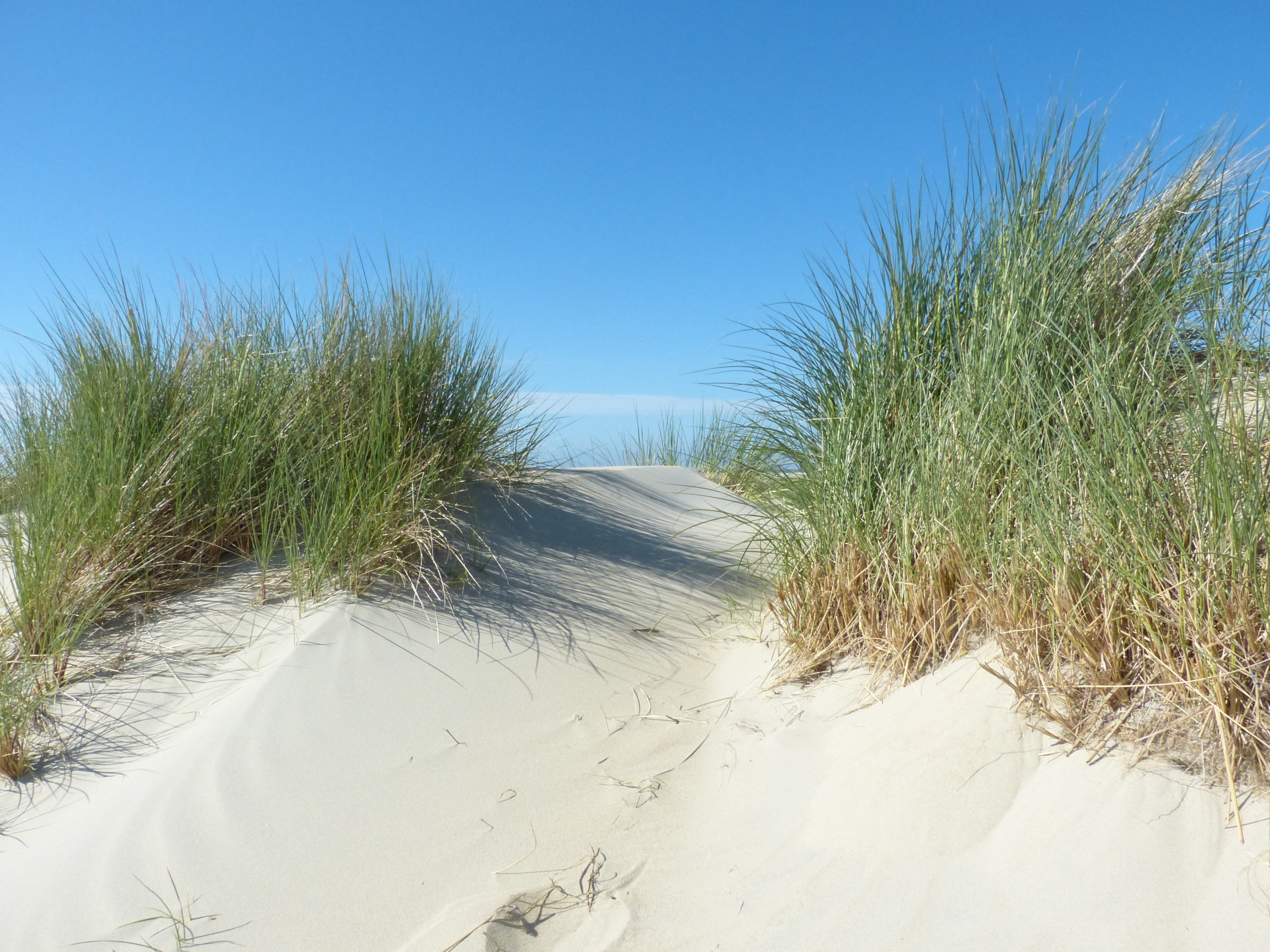North Sea, day, tranquil scene, clear sky, Borkum, travel Locations, outdoors, land, nature, grass, sand Dune, beaches, Beach, Sea, plant, sky, non-urban scene, HD Wallpaper