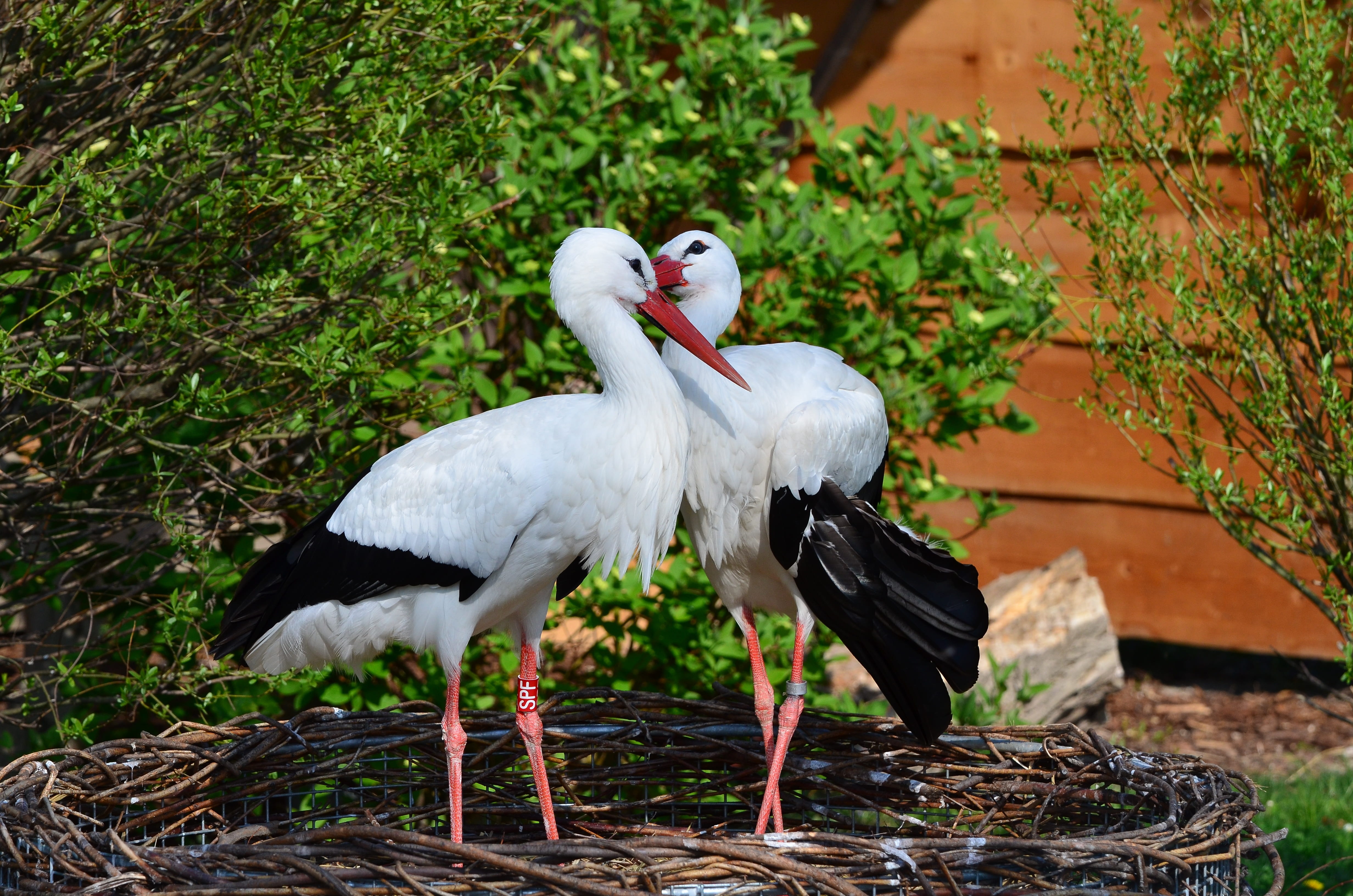 animal, no people, perching, animal themes, stork, 4K, animals in the wild, group of animals, birds, bill, outdoors, two animals, focus on foreground, HD Wallpaper