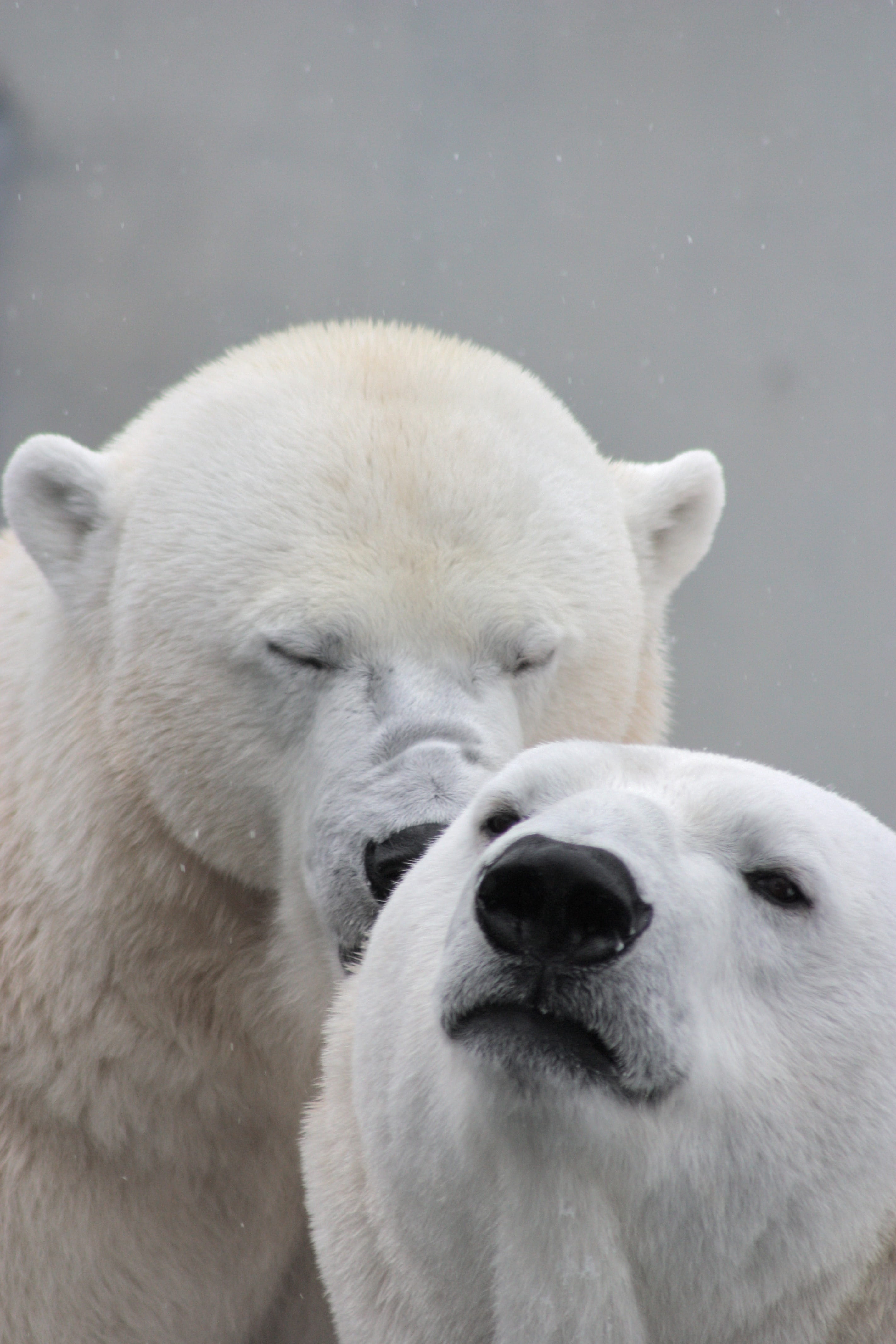 animal world, feelings, fur, love, atmosphere, another, animals, animal themes, day, lazy, mood, with closed eyes, romance, animal head, 4K, nature, snowing, Phone HD Wallpaper