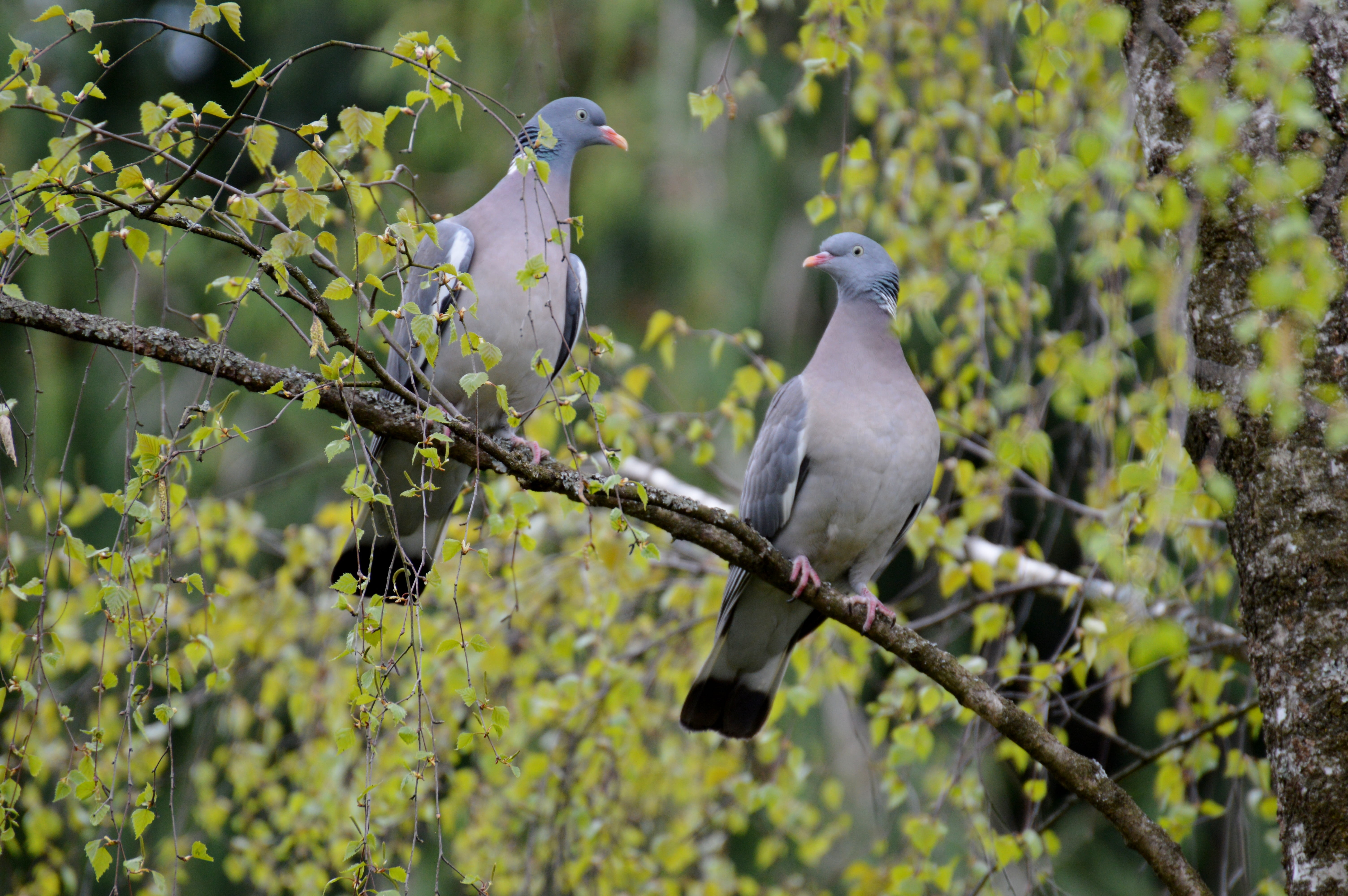 vertebrate, leaf, pigeons, outdoors, beauty in nature, perching, animal themes, animal world, animal, day, green color, branch, one animal, no people, 5K, HD Wallpaper