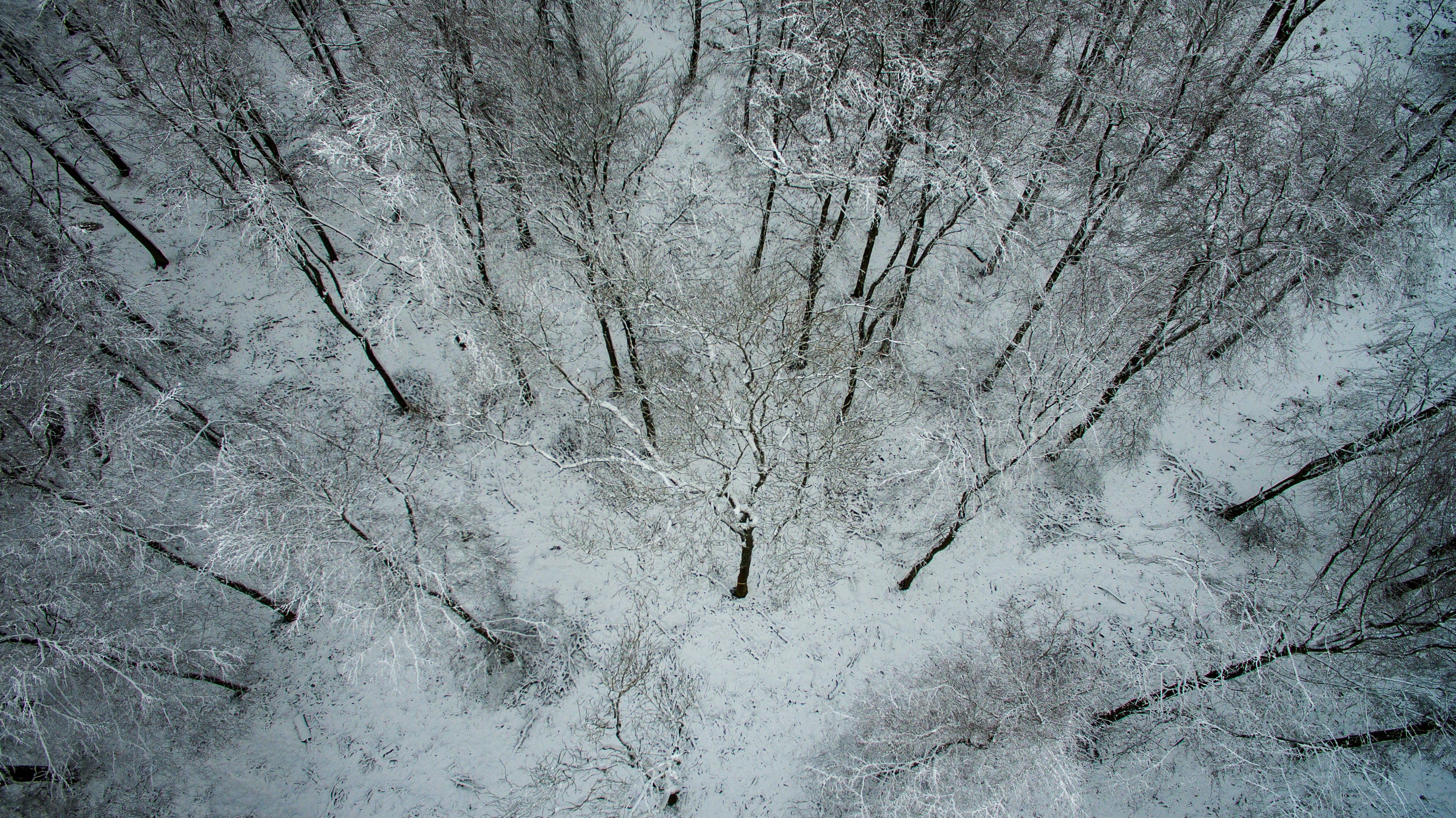 rough, architecture, day, tree, textured, forest, nothing, nature, white color, clearing, united kingdom, cold temperature, close-up, full frame, drone, HD Wallpaper