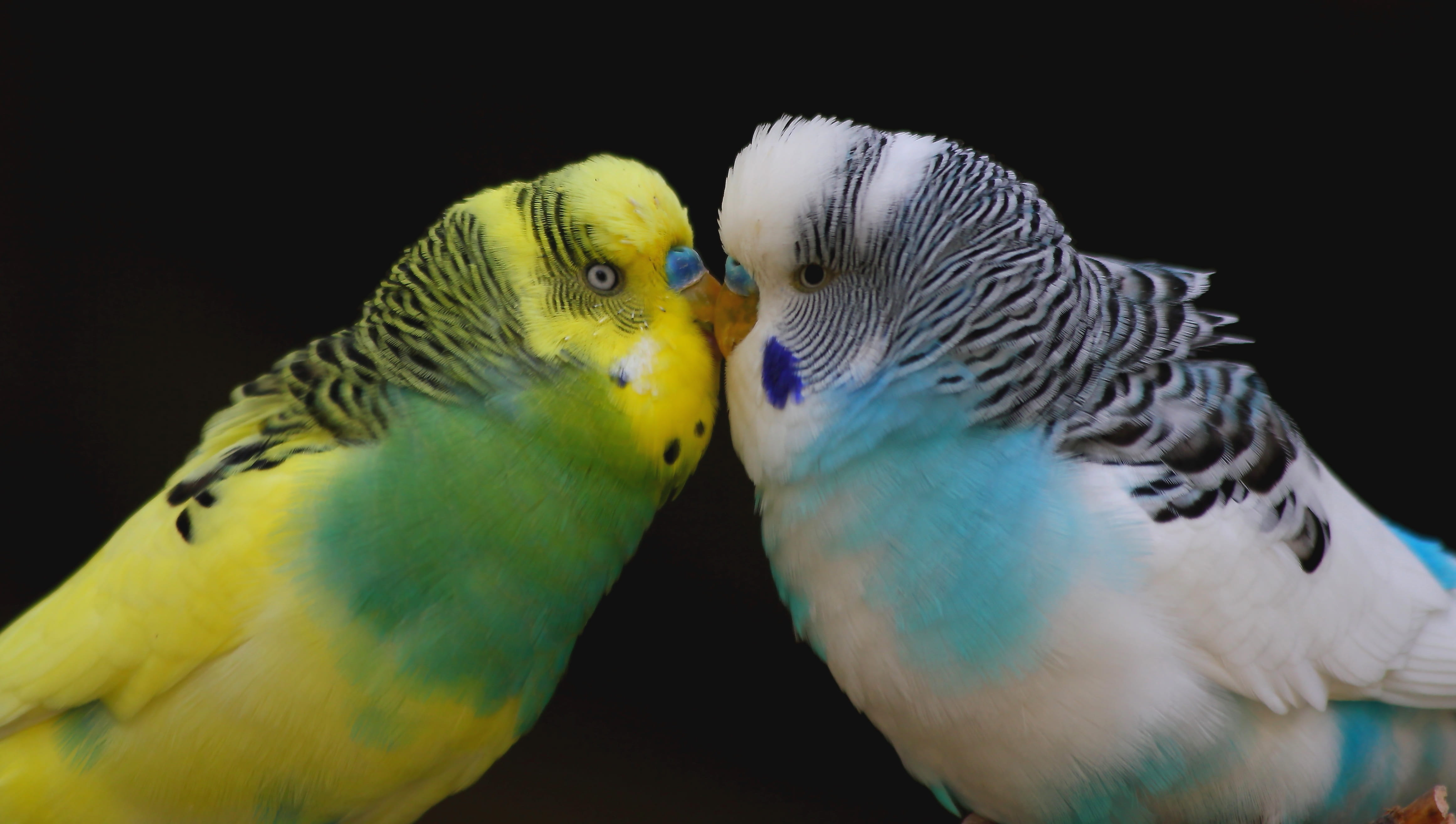 animals in the wild, animal, togetherness, close-up, 4K, yellow, together, tropical bird, kiss, group of animals, outdoors, animal wildlife, animal themes, HD Wallpaper