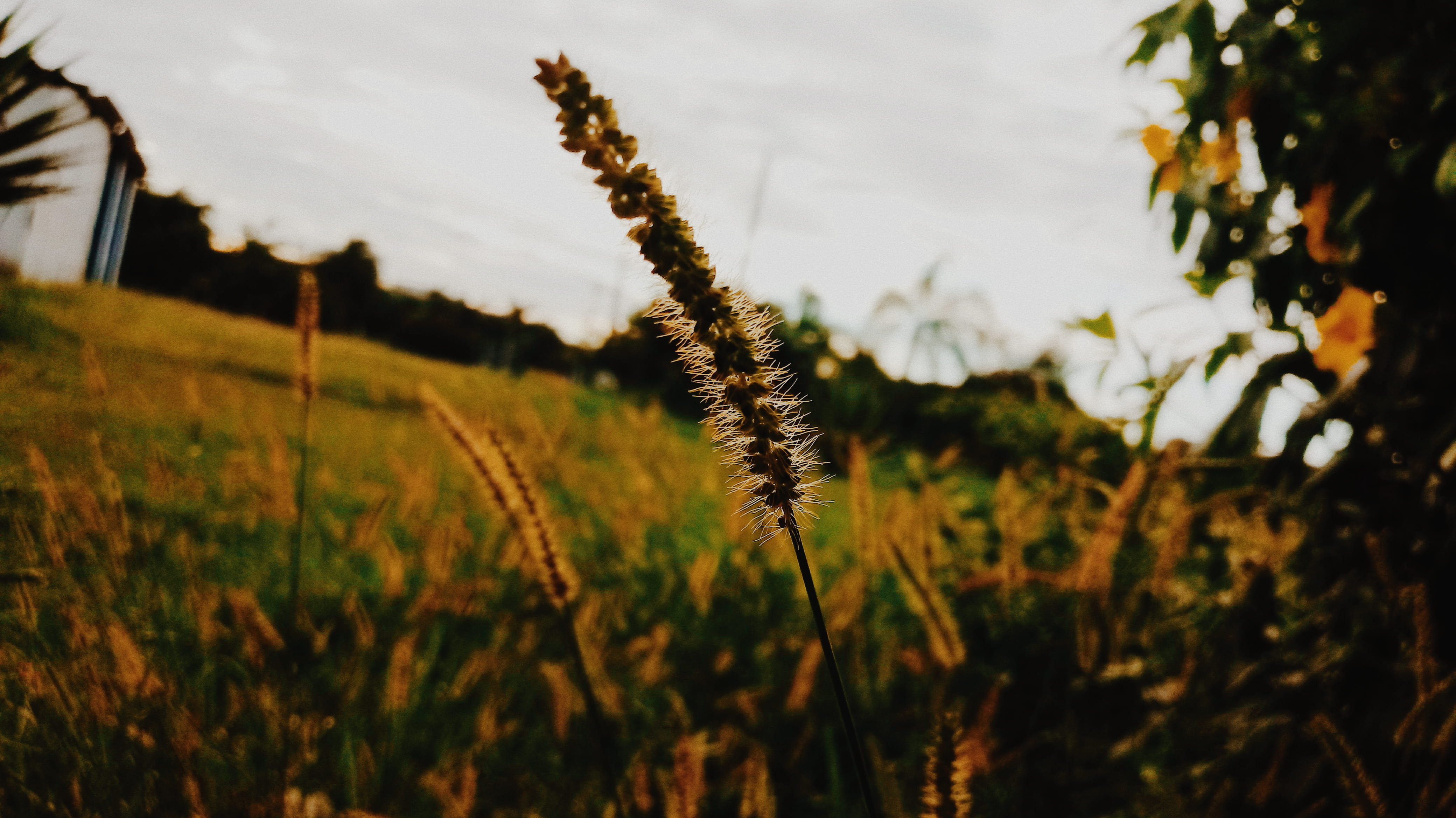 brazil, tranquility, day, land, stalk, outdoors, nature, vila santo henrique, field, close-up, focus on foreground, tranquil scene, landscape, 4K, rodovia ayrton senna da silva, HD Wallpaper