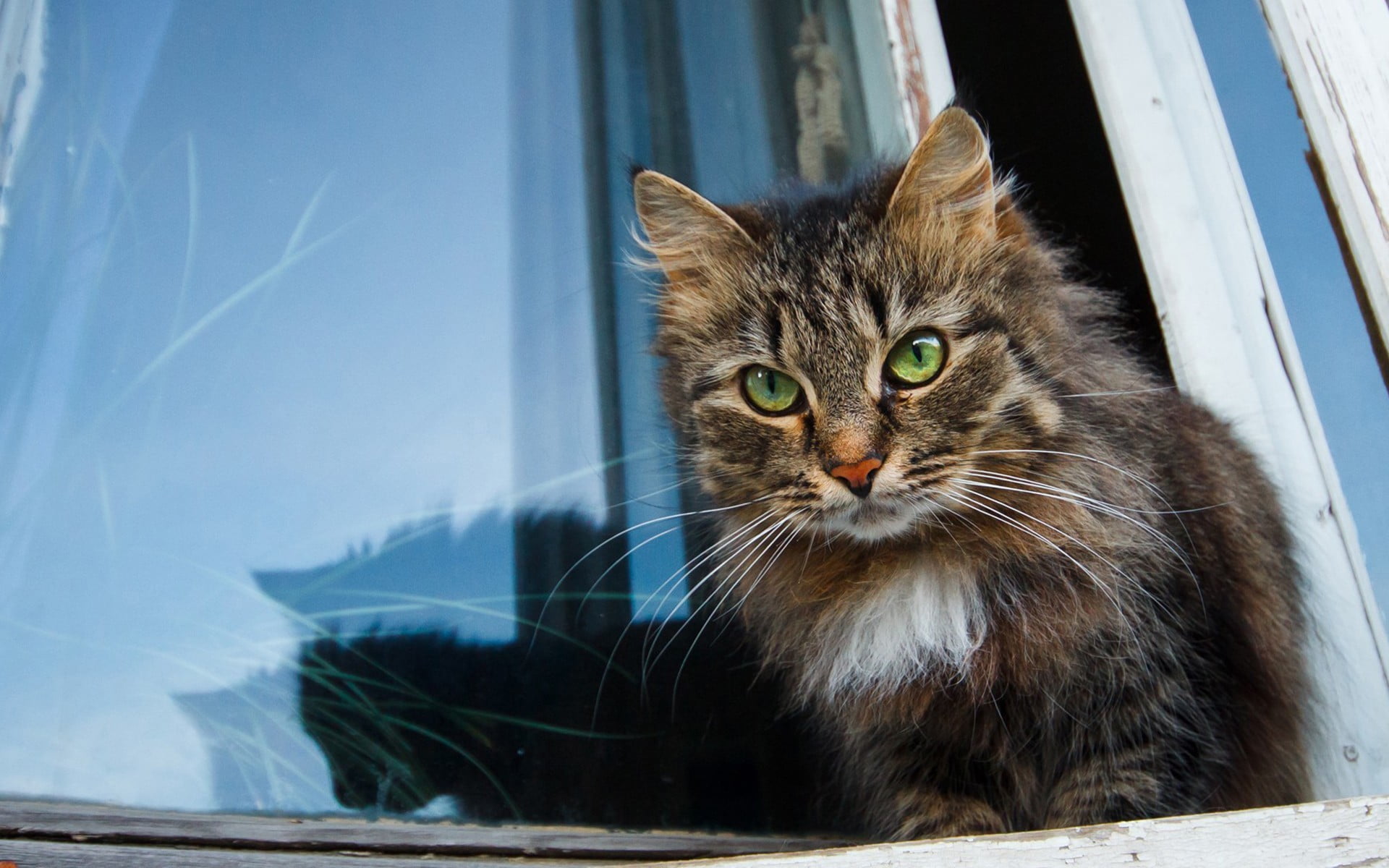 maine coon cat, animal themes, long, close-up, animal eye, domestic cat, feline, domestic, 1080P, cat, animal body part, looking, looking at camera, mammal, HD Wallpaper