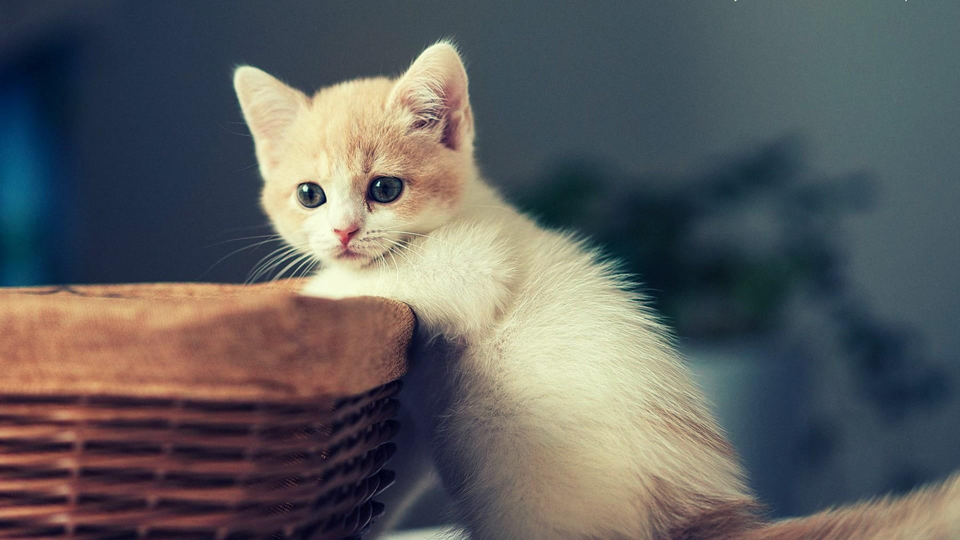 kitten, 1080P, basket, cute, kitty, cat, HD Wallpaper