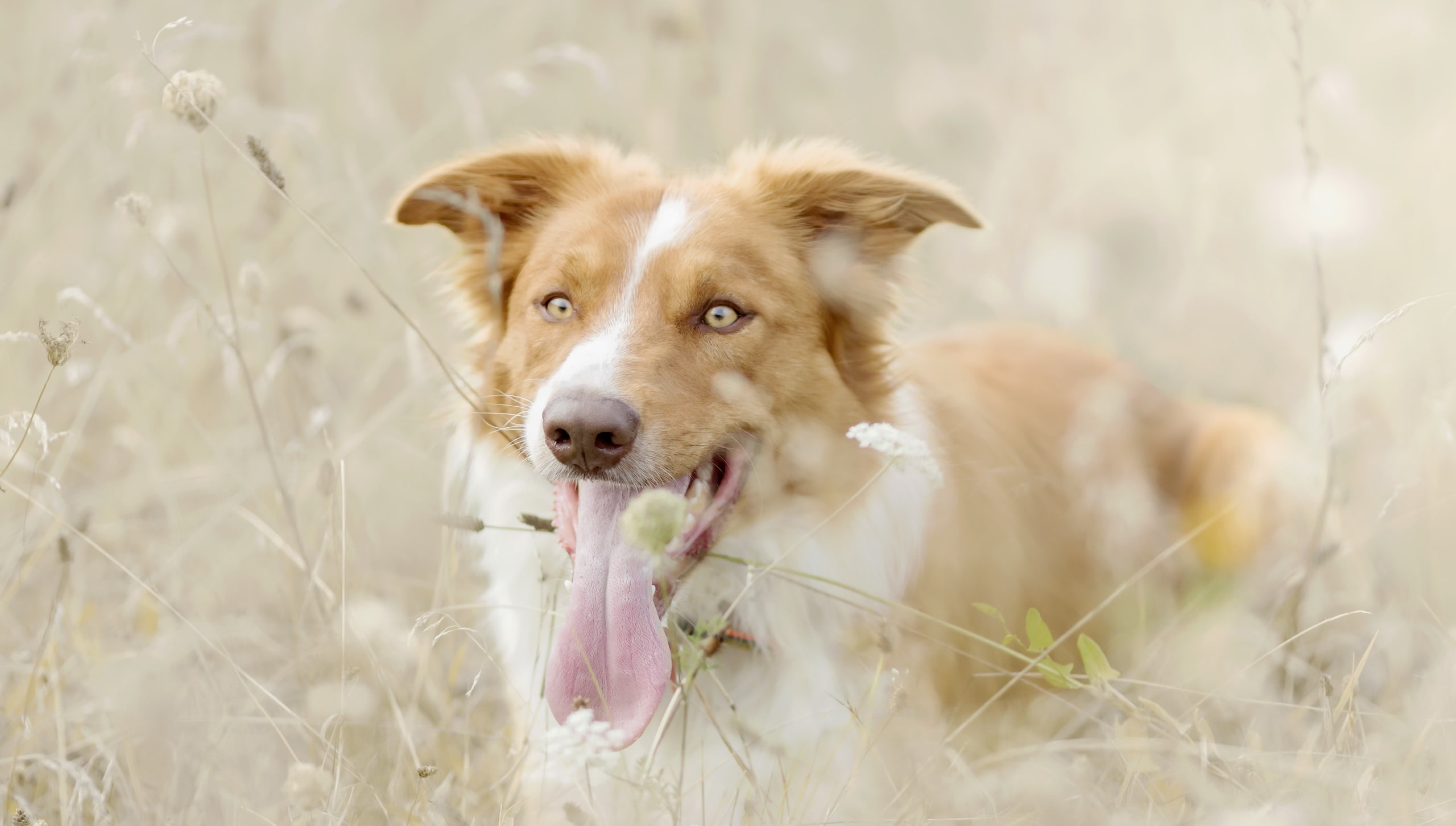 domestic animals, panting, portrait, dog, animals, nature, day, domestic, animal themes, selective focus, field, tongues, no people, 2K, canine, land, HD Wallpaper