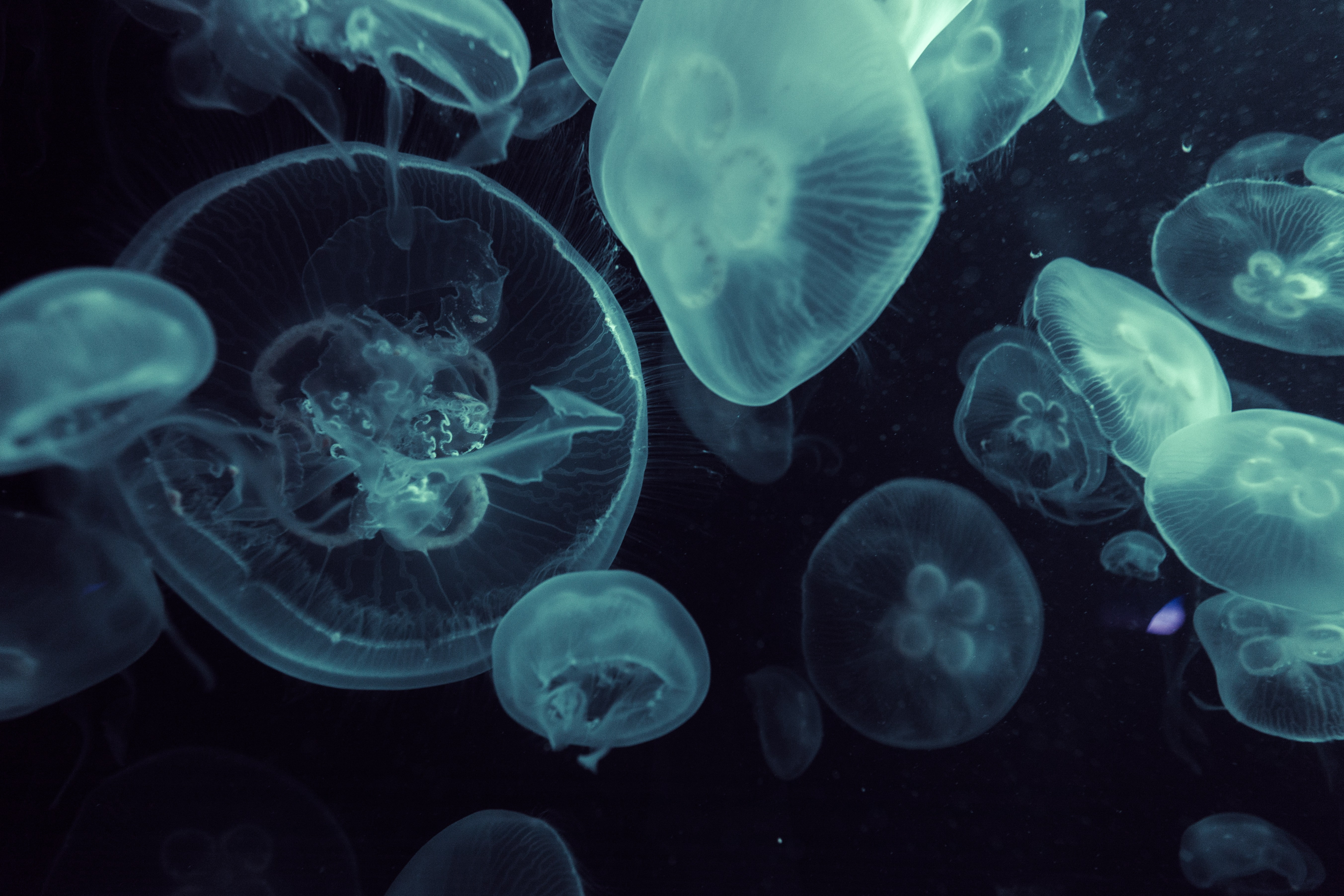 animal, nature, 5K, jellyfish, water, sea life, floating on water, invertebrate, group of animals, blue, no people, marine, animals in the wild, large group of animals, HD Wallpaper