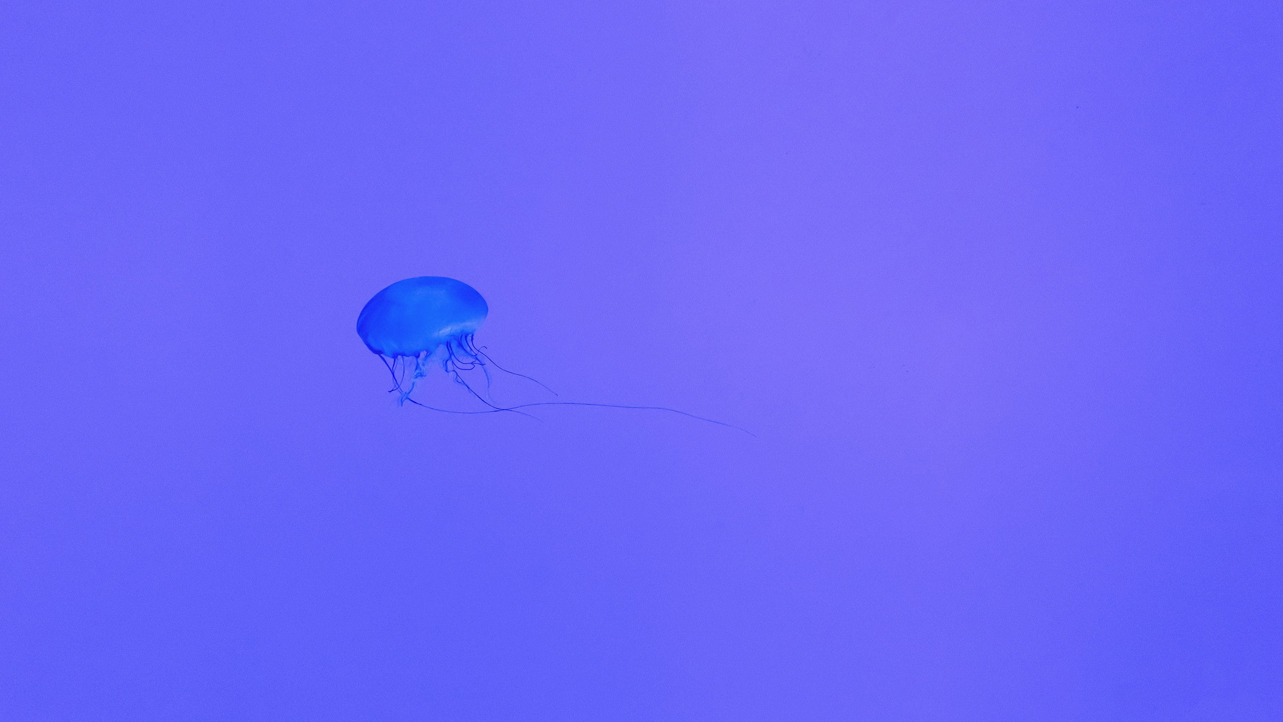 no people, blue, invertebrate, one animal, animal, underwater, beauty in nature, marine, purple, neon, nature, animal wildlife, sea, copy space, water, HD Wallpaper
