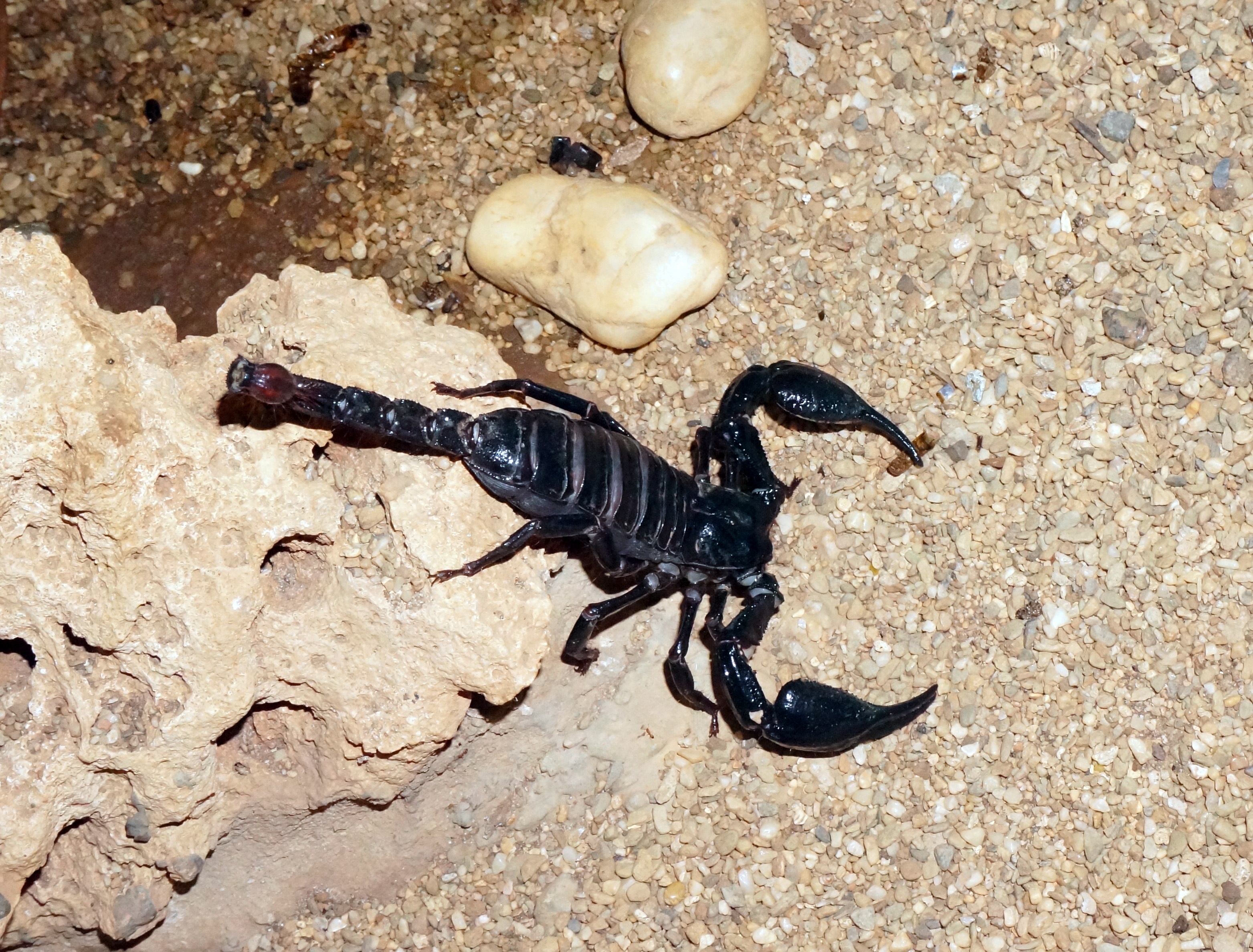 animals in the wild, day, astrology, no people, danger, toxic, one animal, invertebrate, animal themes, rock, scorpion, venomous, black, zodiac, animal wildlife, HD Wallpaper