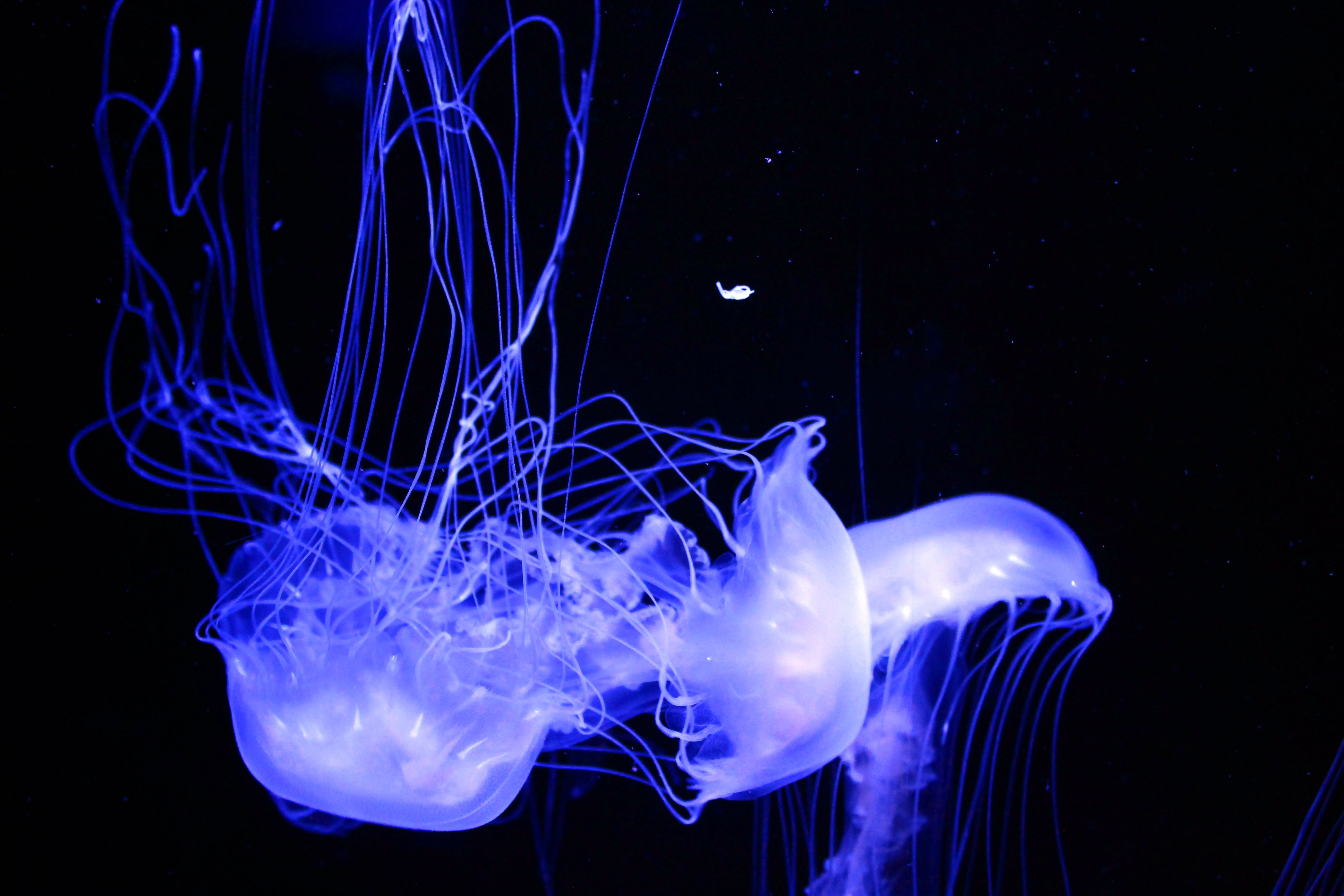 blue, light, swimming, creature, tropical, underwater, ocean, illuminated, natural, marine, shape, luminosity, several, tentacle, animal, glowing, aquatic, HD Wallpaper