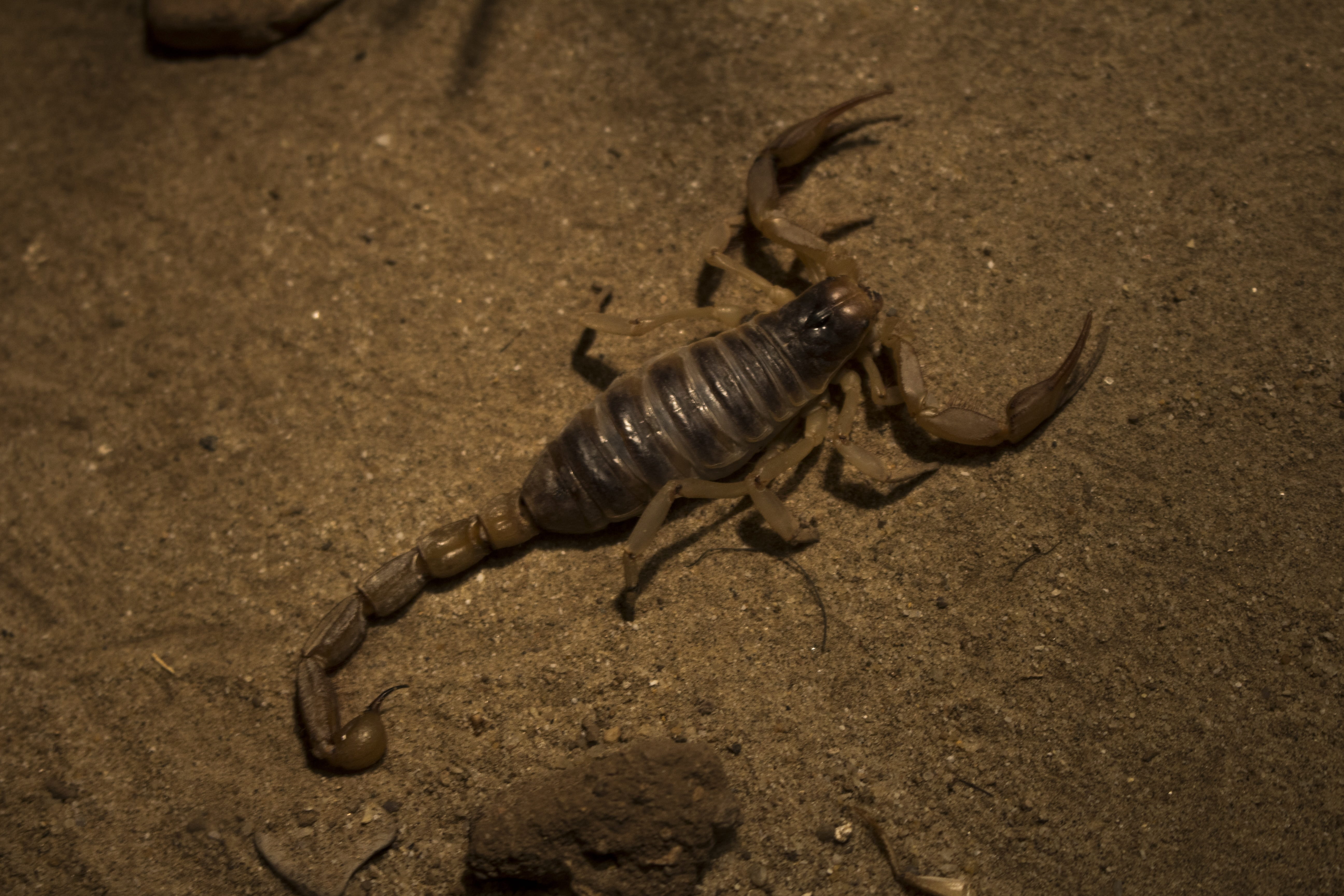 hatchling, dinosaur, animals in the wild, scorpion, zoology, invertebrate, burrow, communication, aggression, old, wildlife, day, outdoors, no people, Desert, HD Wallpaper