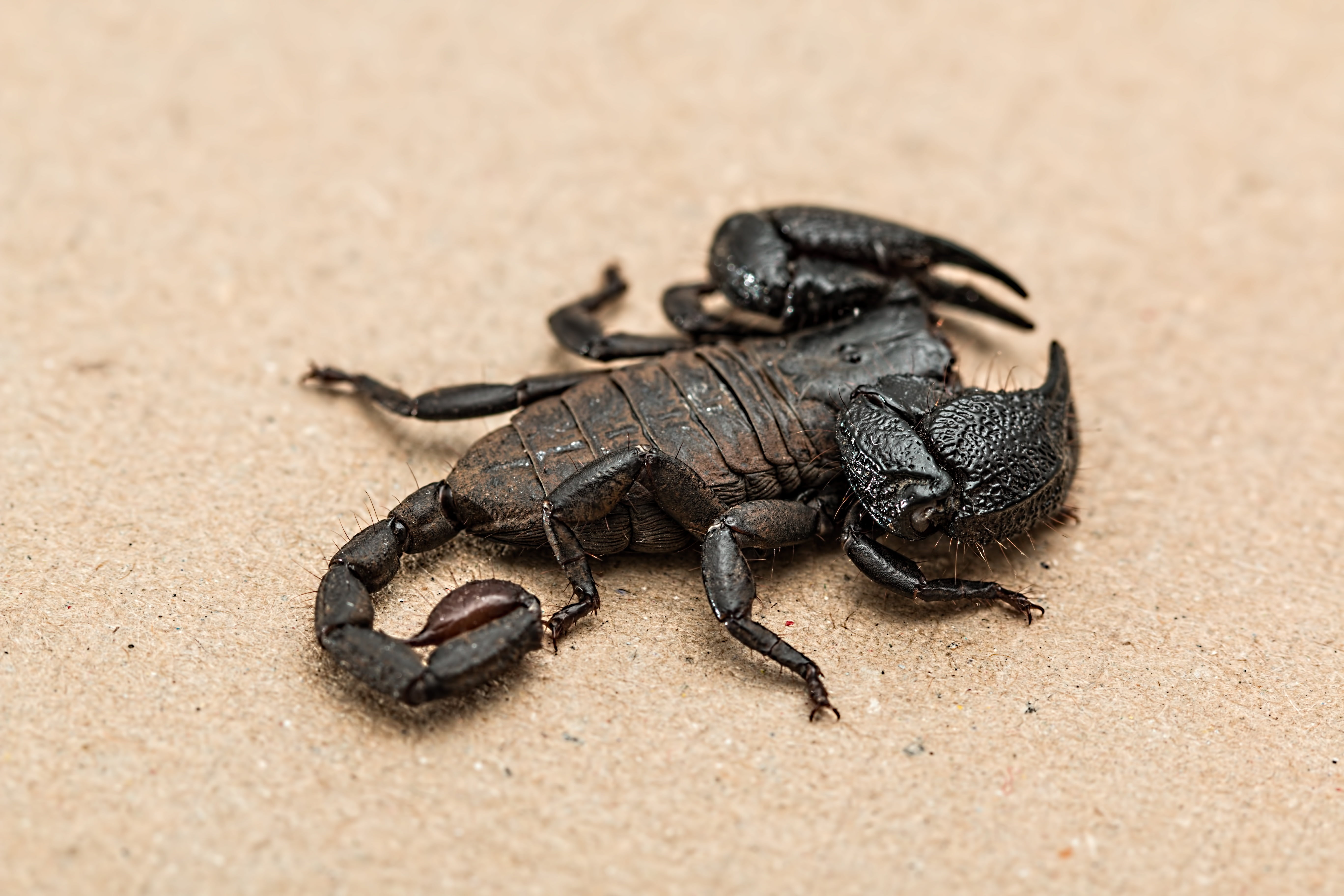 outdoors, sting, 5K, no people, photography, stinger, sand, close-up, danger, pincers, arthropod, creepy, scorpion, focus on foreground, poisonous, animal wildlife, HD Wallpaper